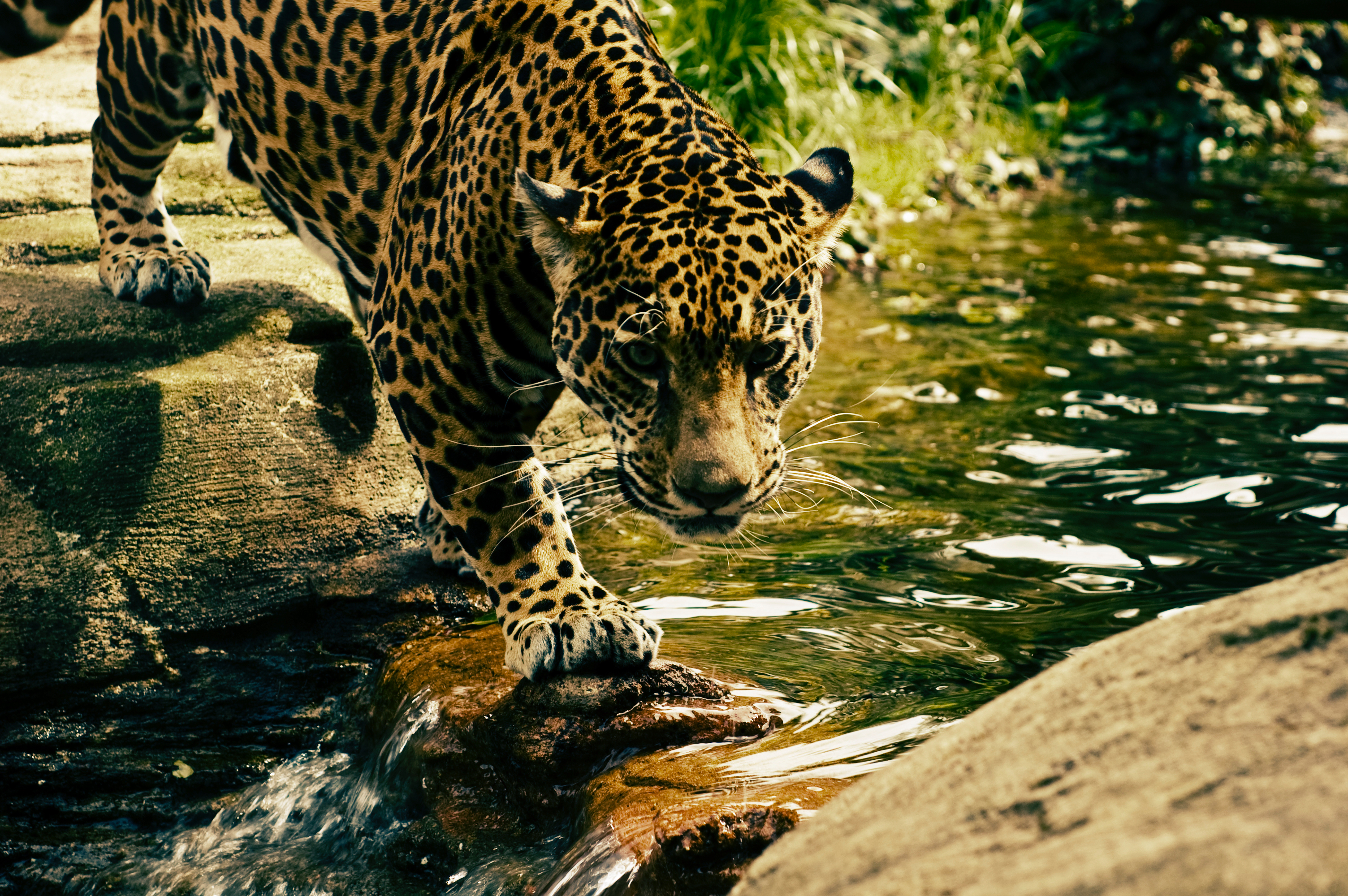 Download mobile wallpaper Predator, Big Cat, Animals, Leopard, Water for free.