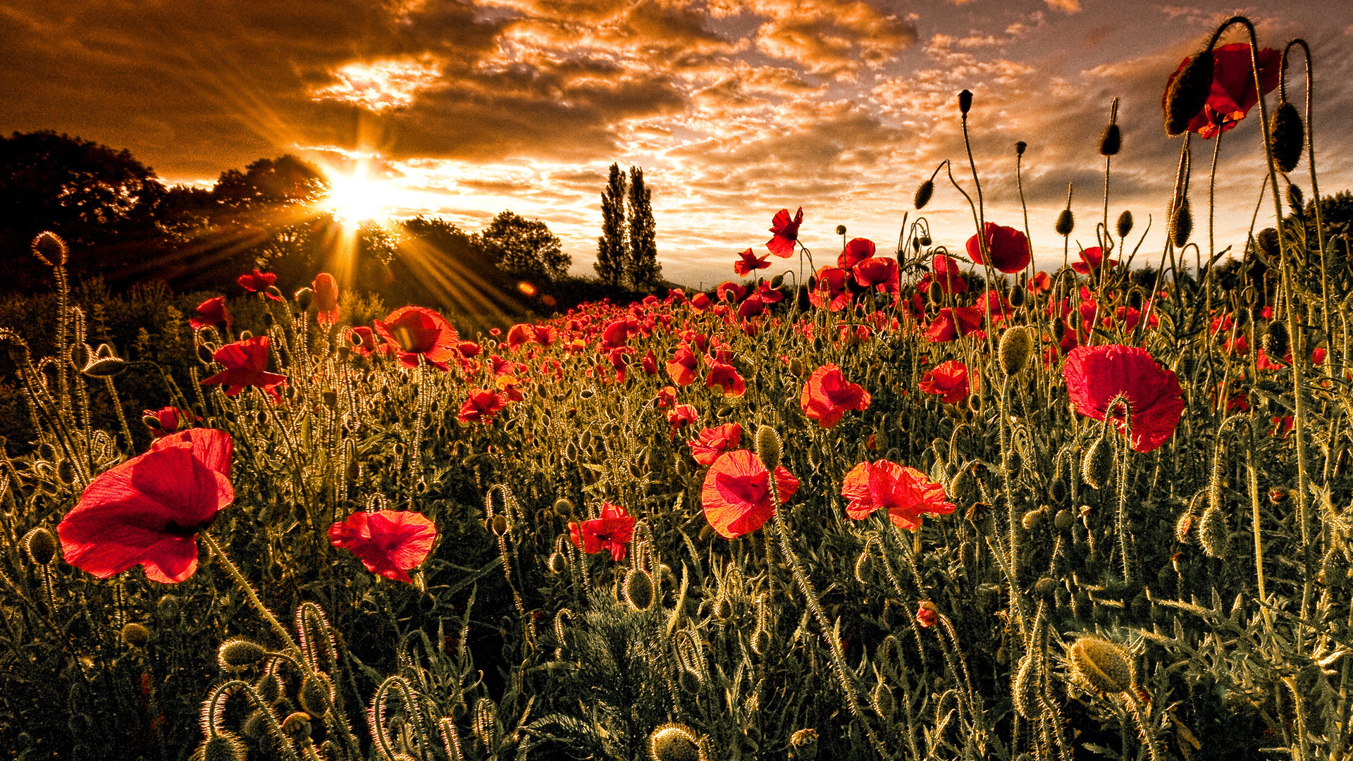 Laden Sie das Blumen, Sunset, Landschaft, Felder, Pflanzen-Bild kostenlos auf Ihren PC-Desktop herunter