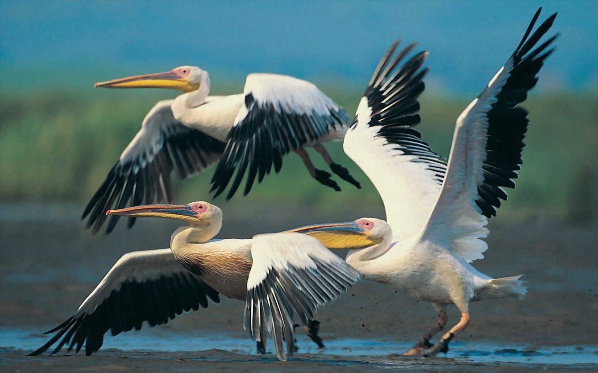animals, pelicans, flight, wings, wave, sweep