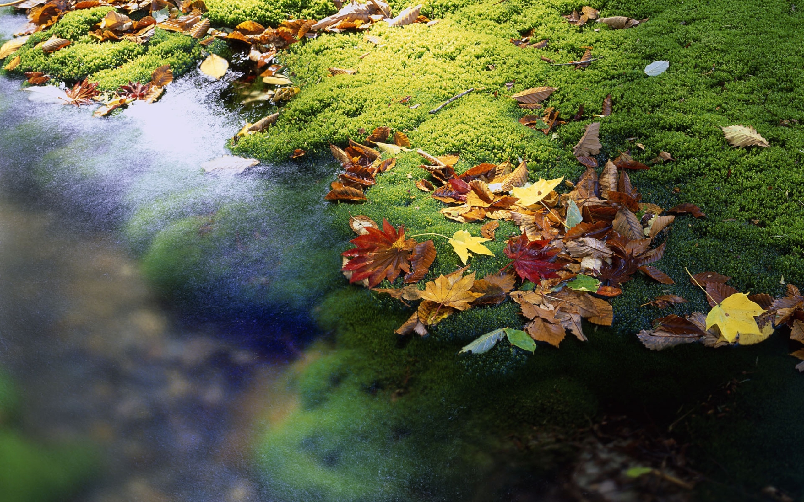 Попав в листья вода с поверхности. Осень. Листья в ручье. Осенние листья в ручье. Осенние листья на земле.