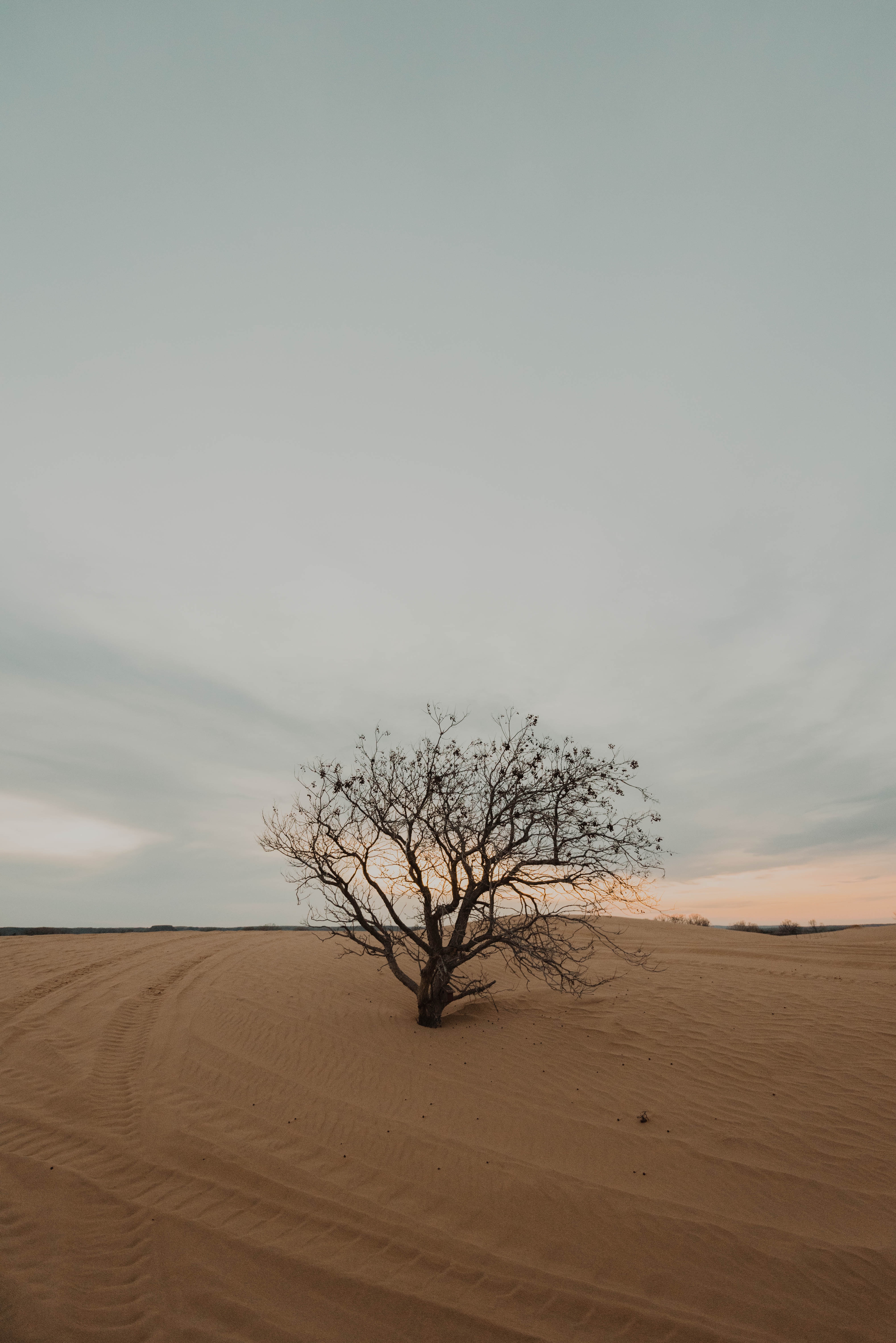 Download mobile wallpaper Dry, Sand, Wood, Tree, Desert, Lonely, Nature, Alone for free.
