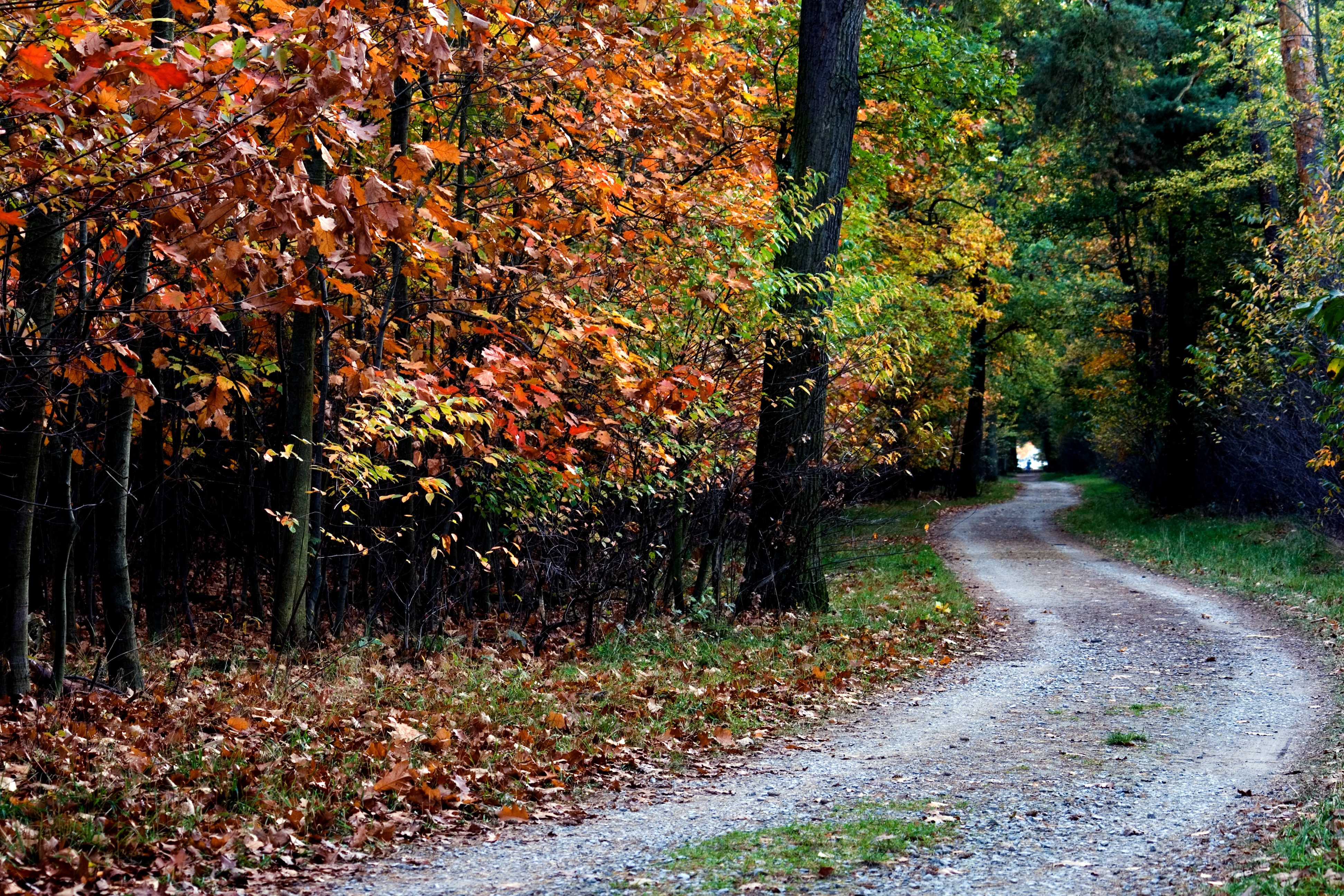 Download mobile wallpaper Path, Foliage, Autumn, Trees, Nature for free.