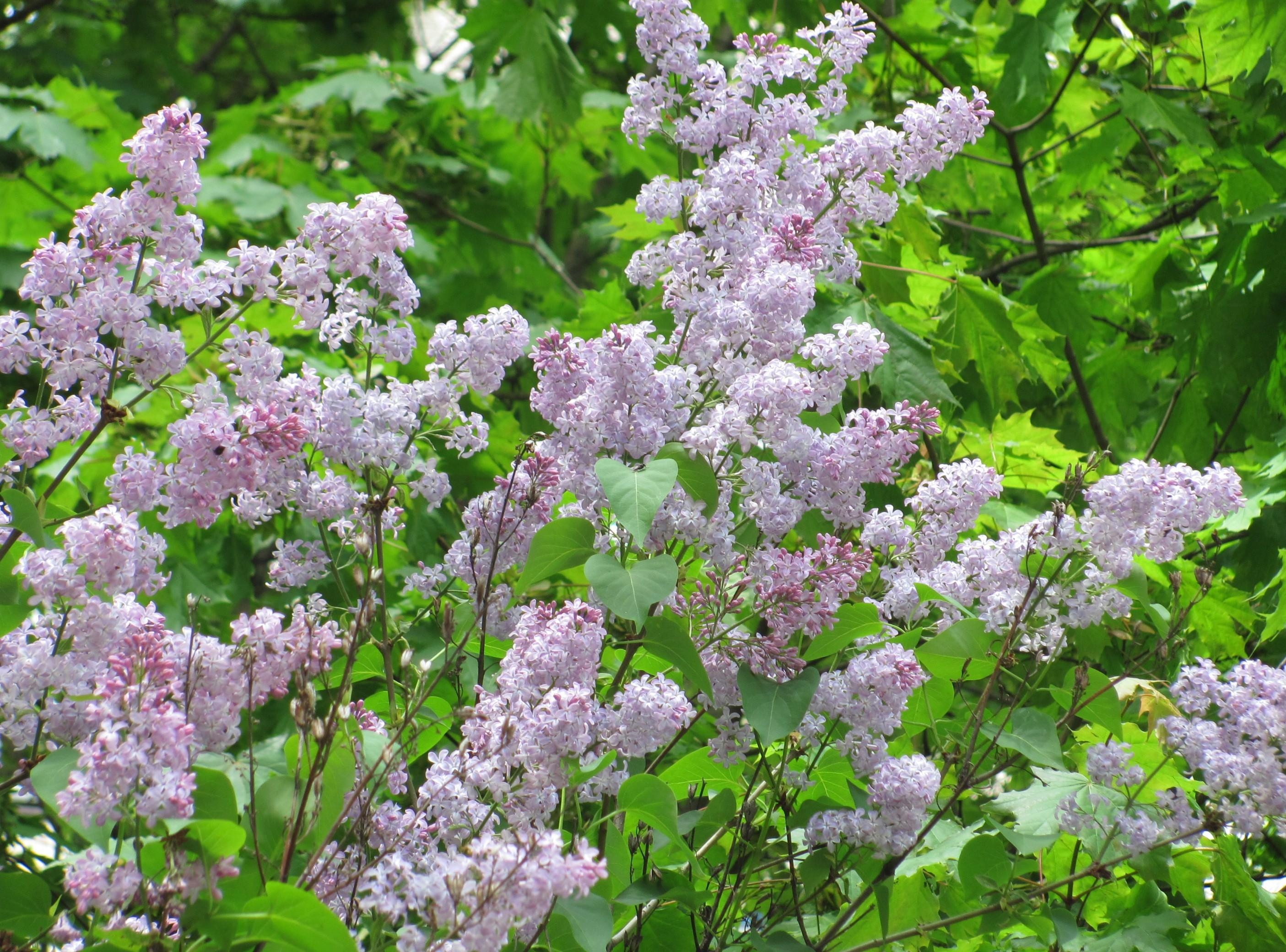 Free download wallpaper Flowers, Branches, Flowering, Greens, Lilac, Bloom, Spring on your PC desktop
