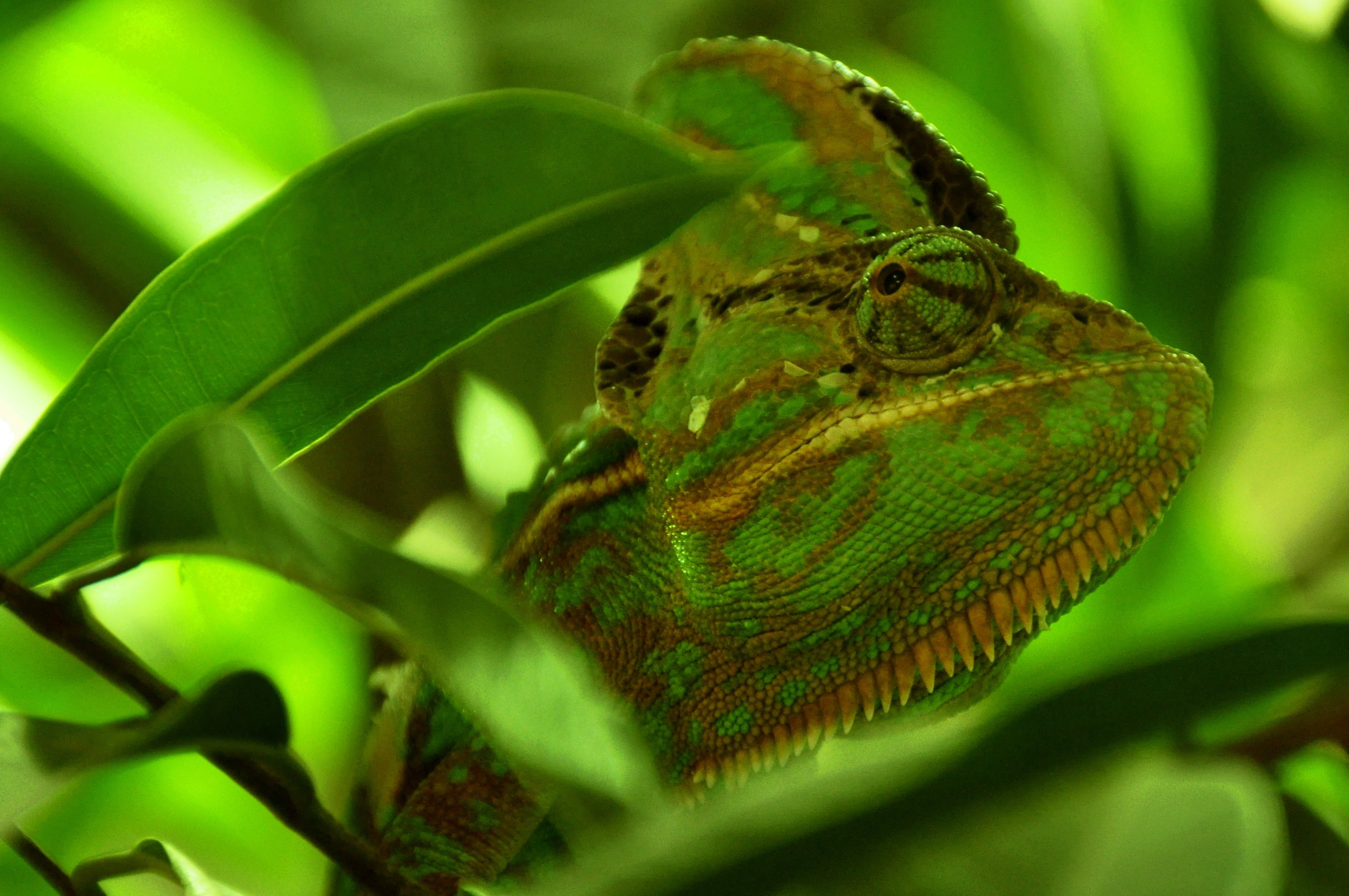 Download mobile wallpaper Chameleon, Animals, Reptile, Leaves, Color for free.