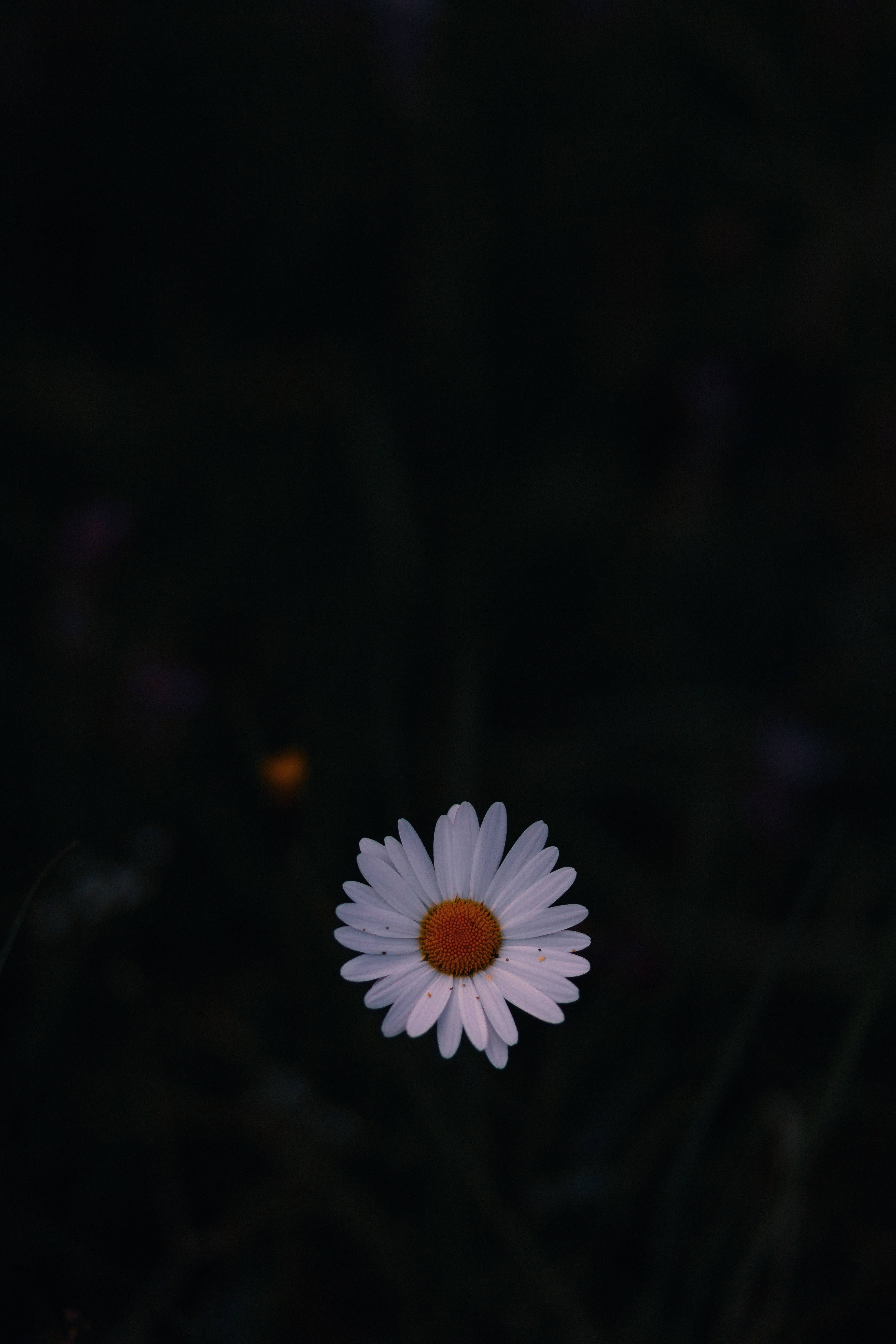 Download mobile wallpaper Chamomile, Dark, Wild Flower, Field Flower, Dark Background, Camomile for free.
