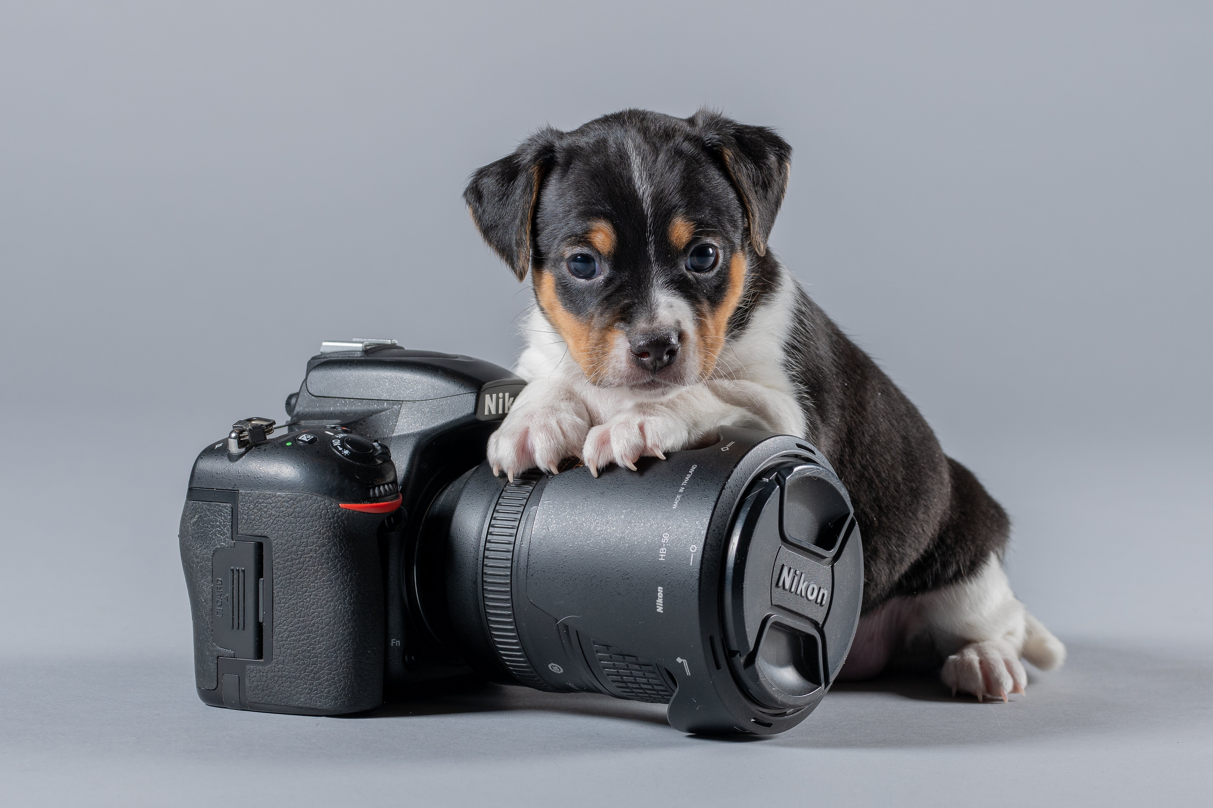 nikon, animal, puppy, baby animal, camera, dog, dogs HD wallpaper