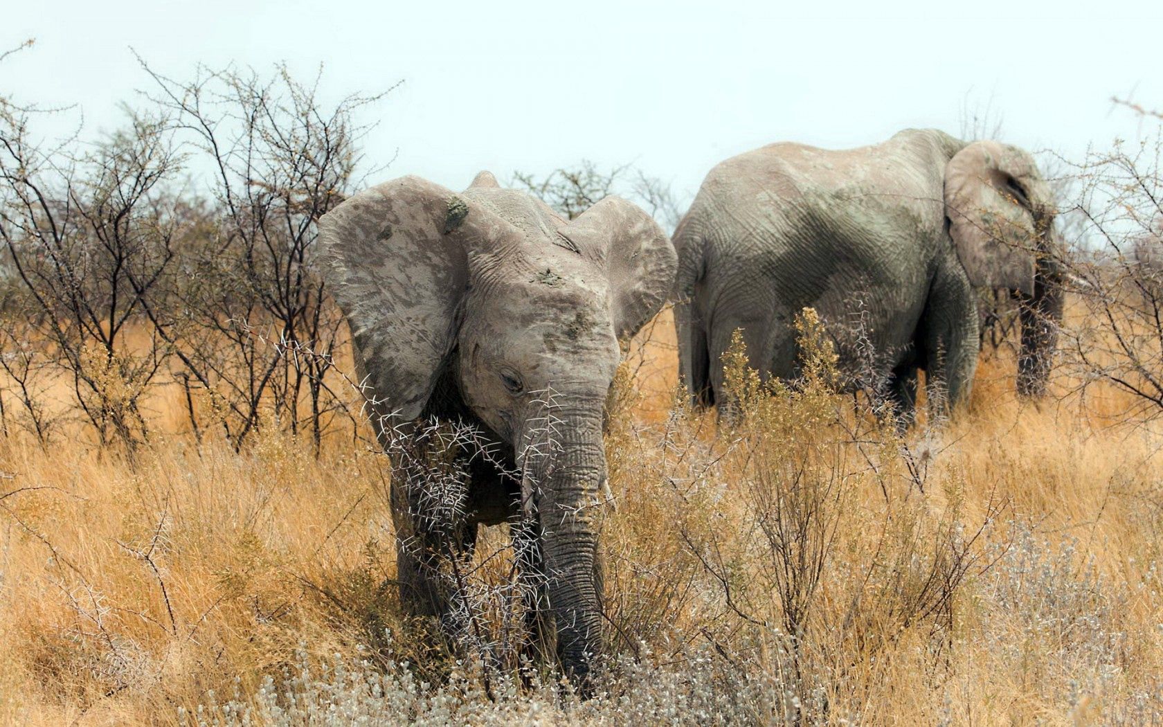 Handy-Wallpaper Natur, Elephants, Tiere, Afrika kostenlos herunterladen.