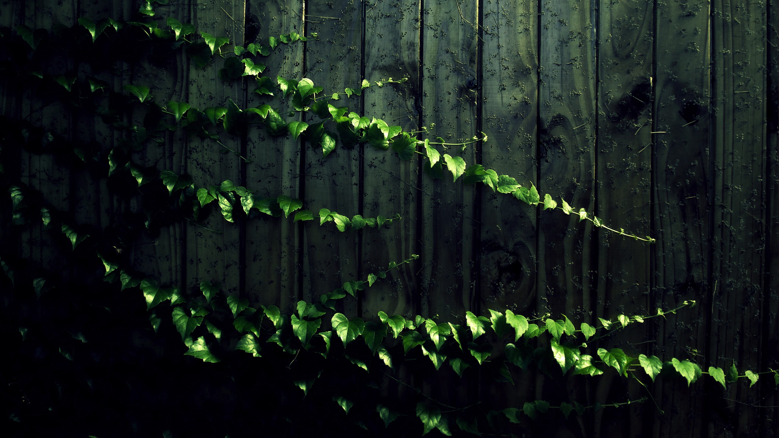 vine, earth, leaf, fence 32K