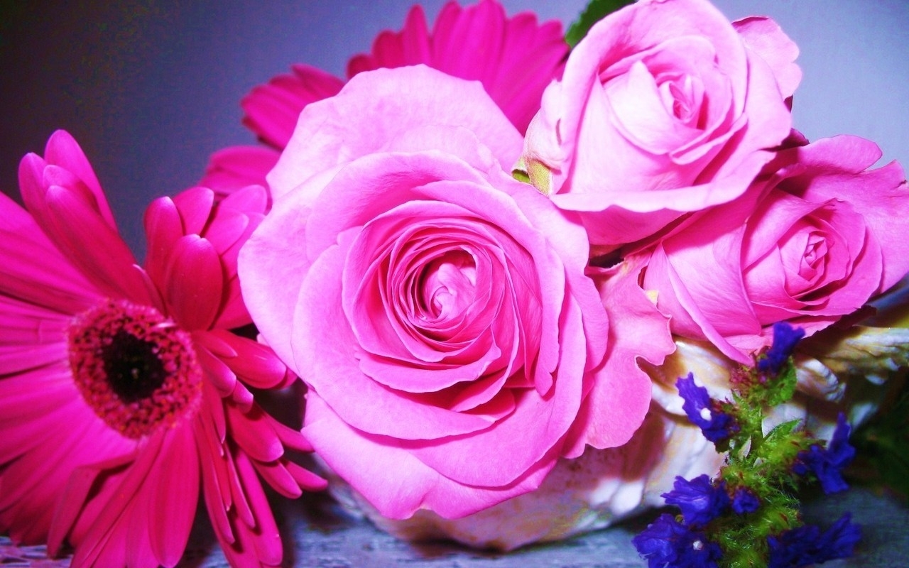 Download mobile wallpaper Plants, Violet, Flowers, Roses for free.