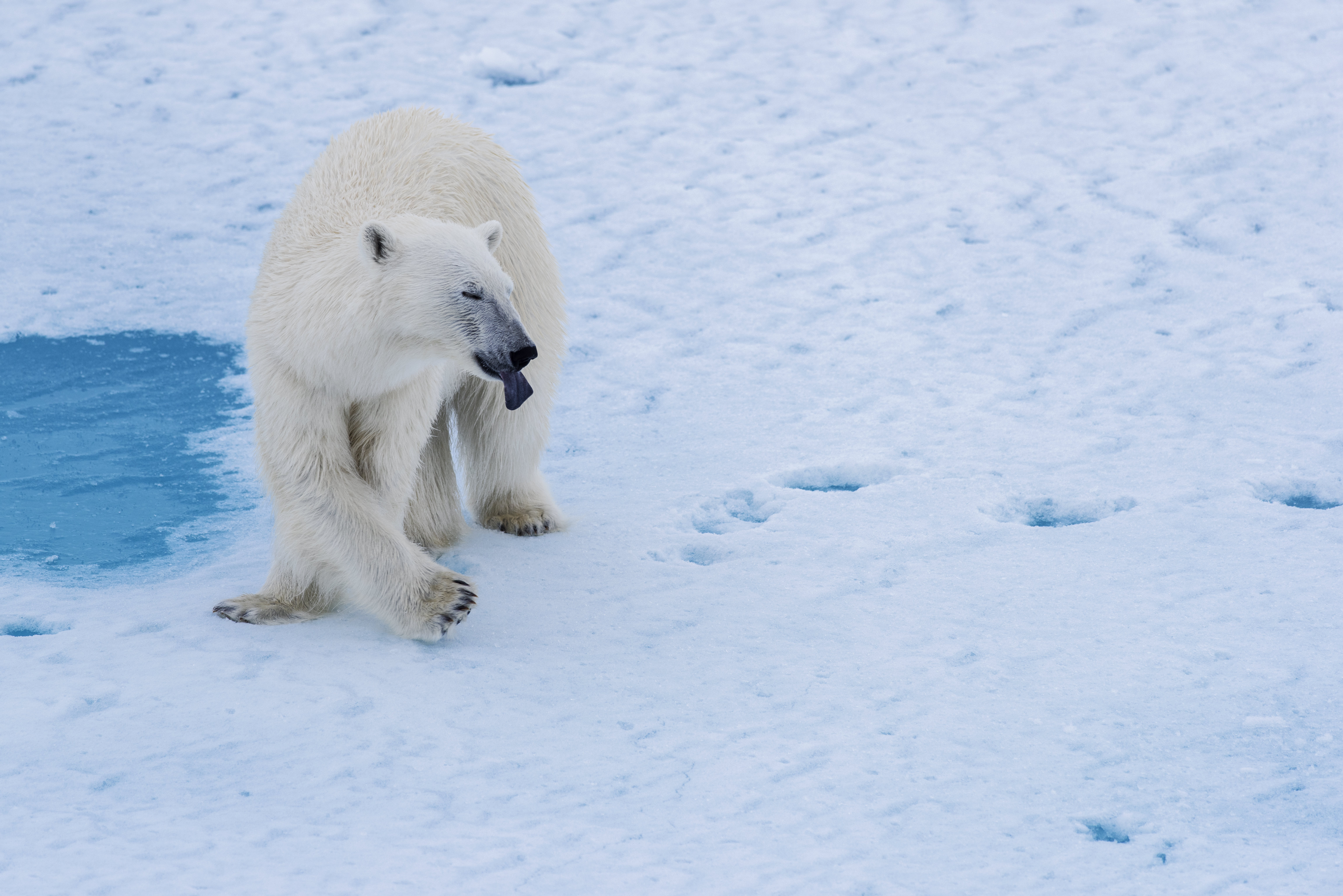 Download mobile wallpaper Snow, Predator, Polar Bear, Animals, Water, Bear for free.