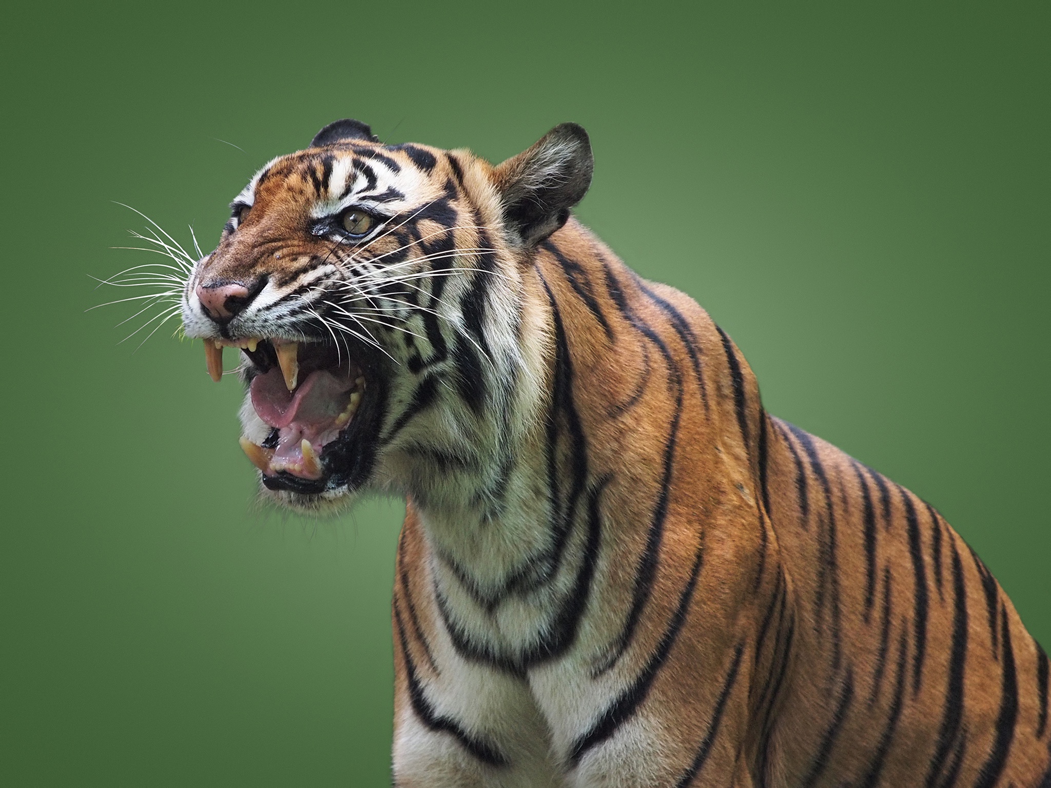 tiger, animal, mouth, cats