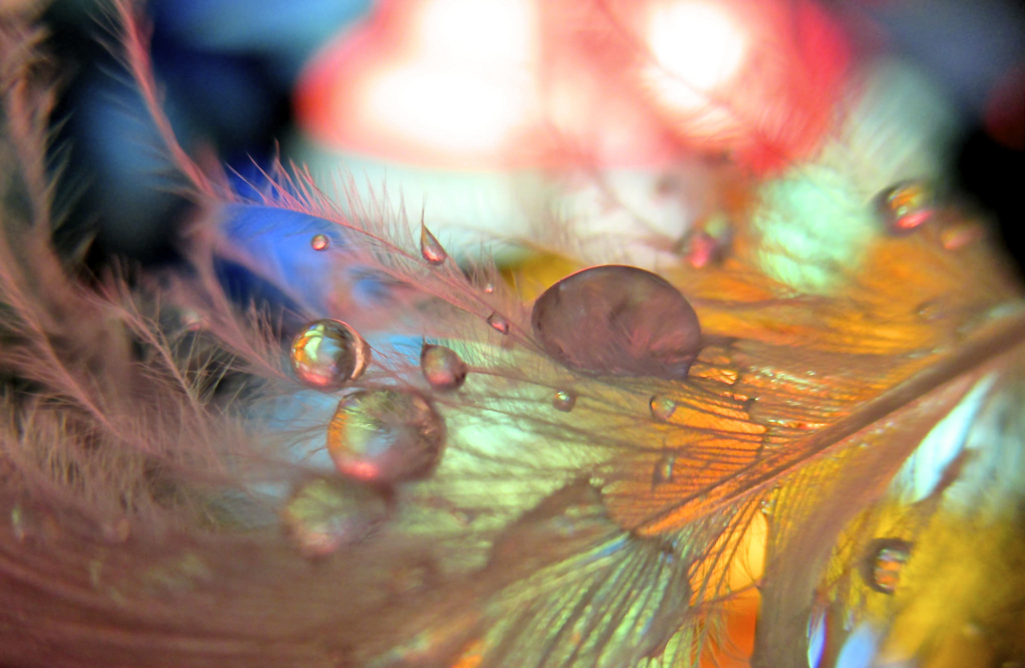 Download mobile wallpaper Macro, Smooth, Drops, Blur, Feather for free.