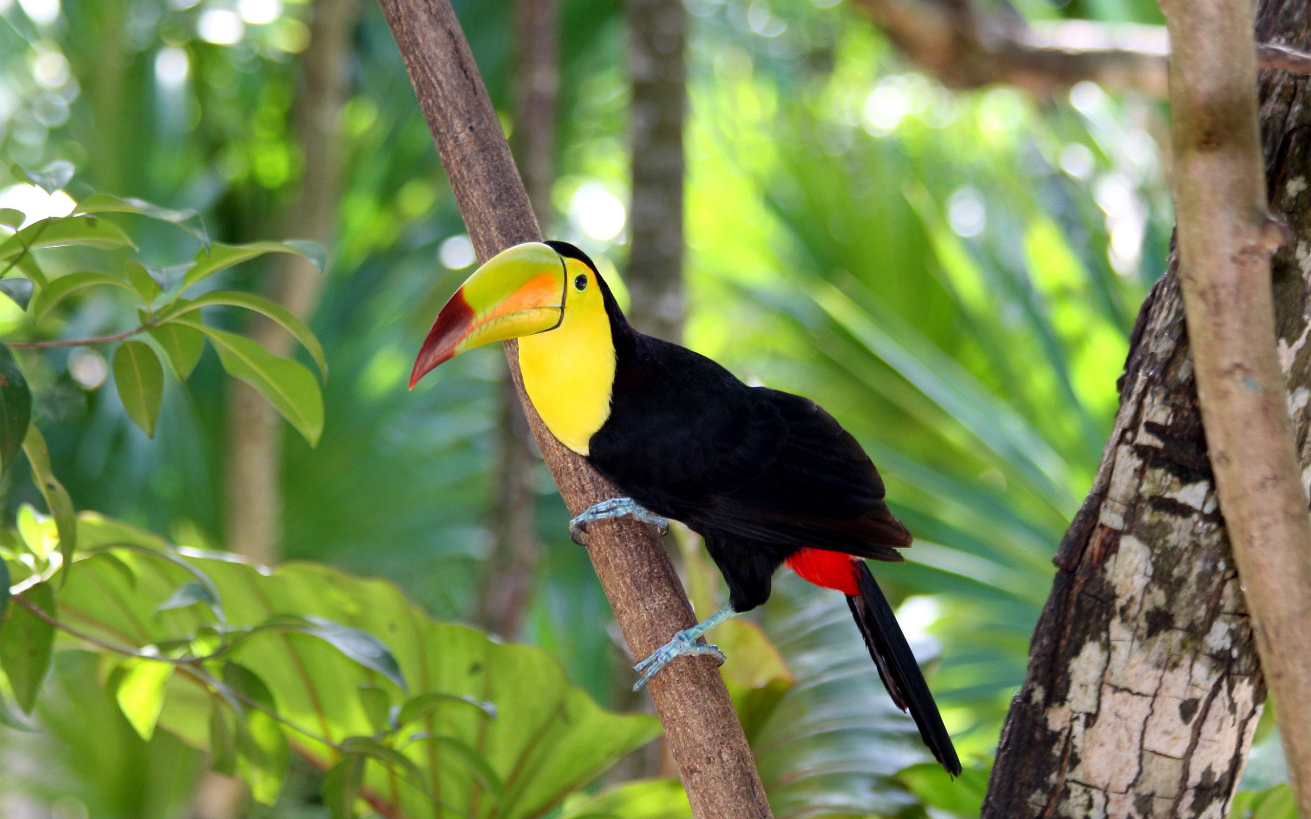toucan, animal, bird, birds cell phone wallpapers
