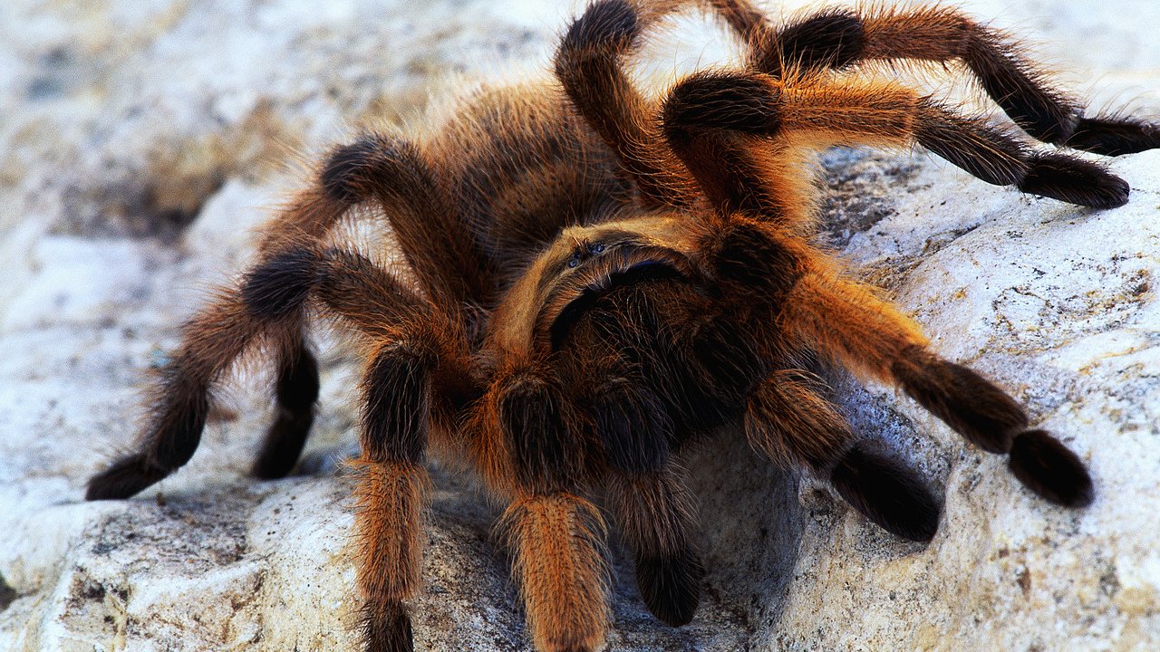tarantula, animal, spider 4K Ultra