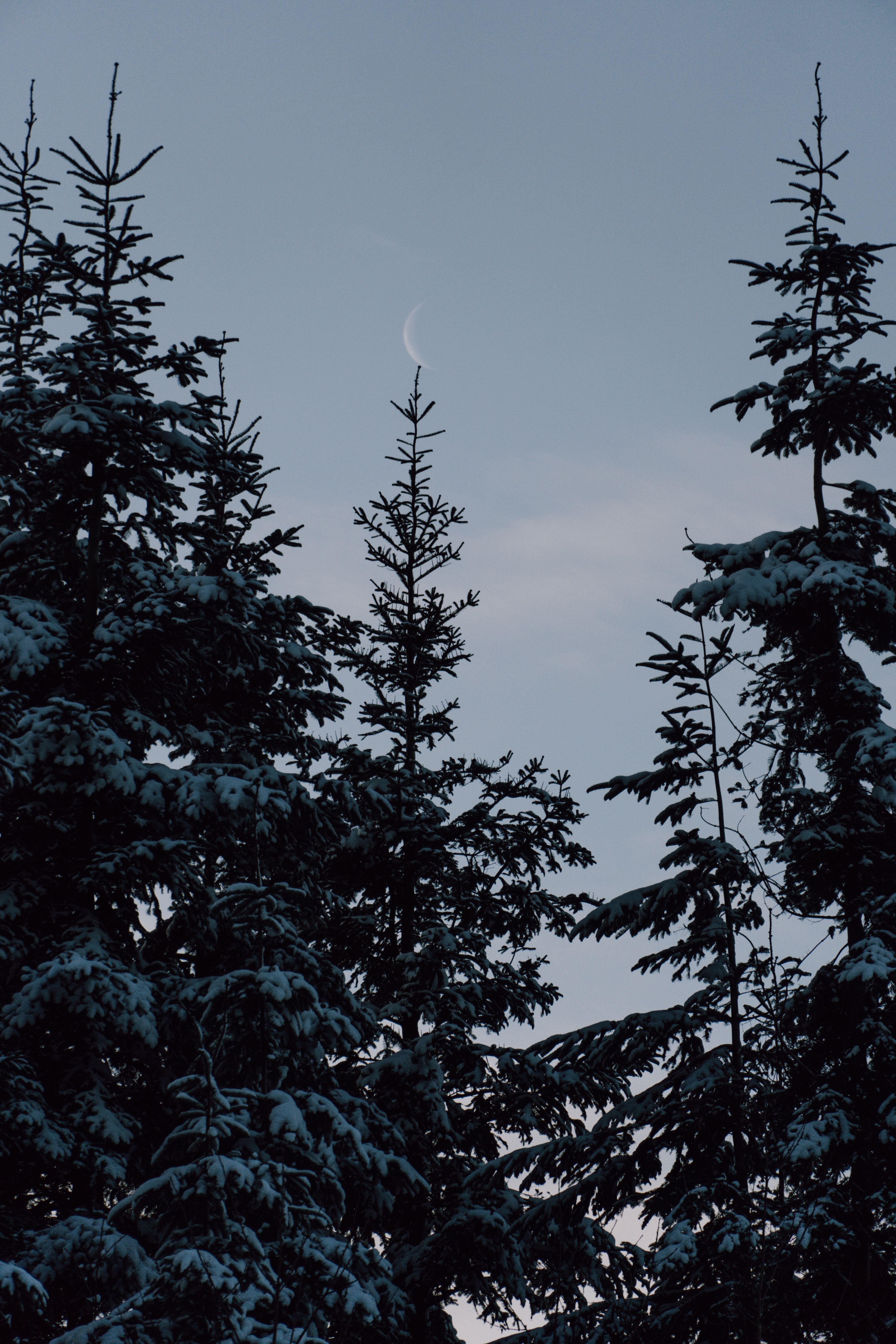 Скачать картинку Деревья, Снег, Природа, Зима, Луна, Елки в телефон бесплатно.