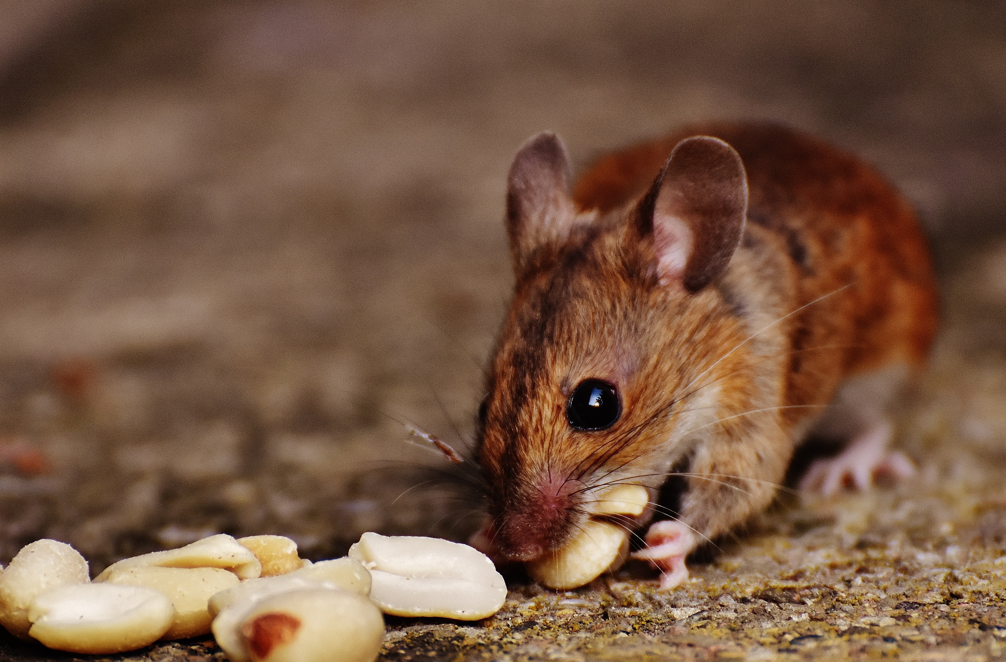 animals, food, nuts, mouse, rodent, european mouse QHD