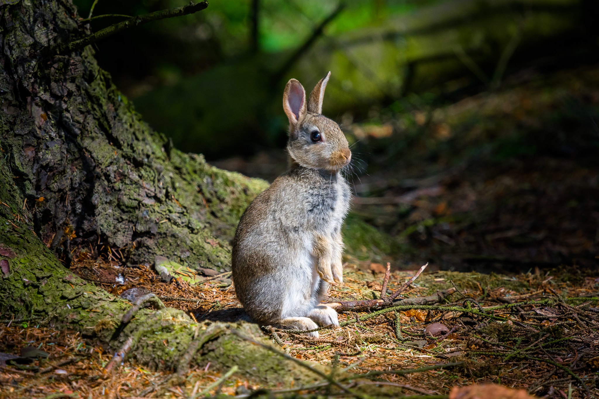 Заяц весной в лесу фото
