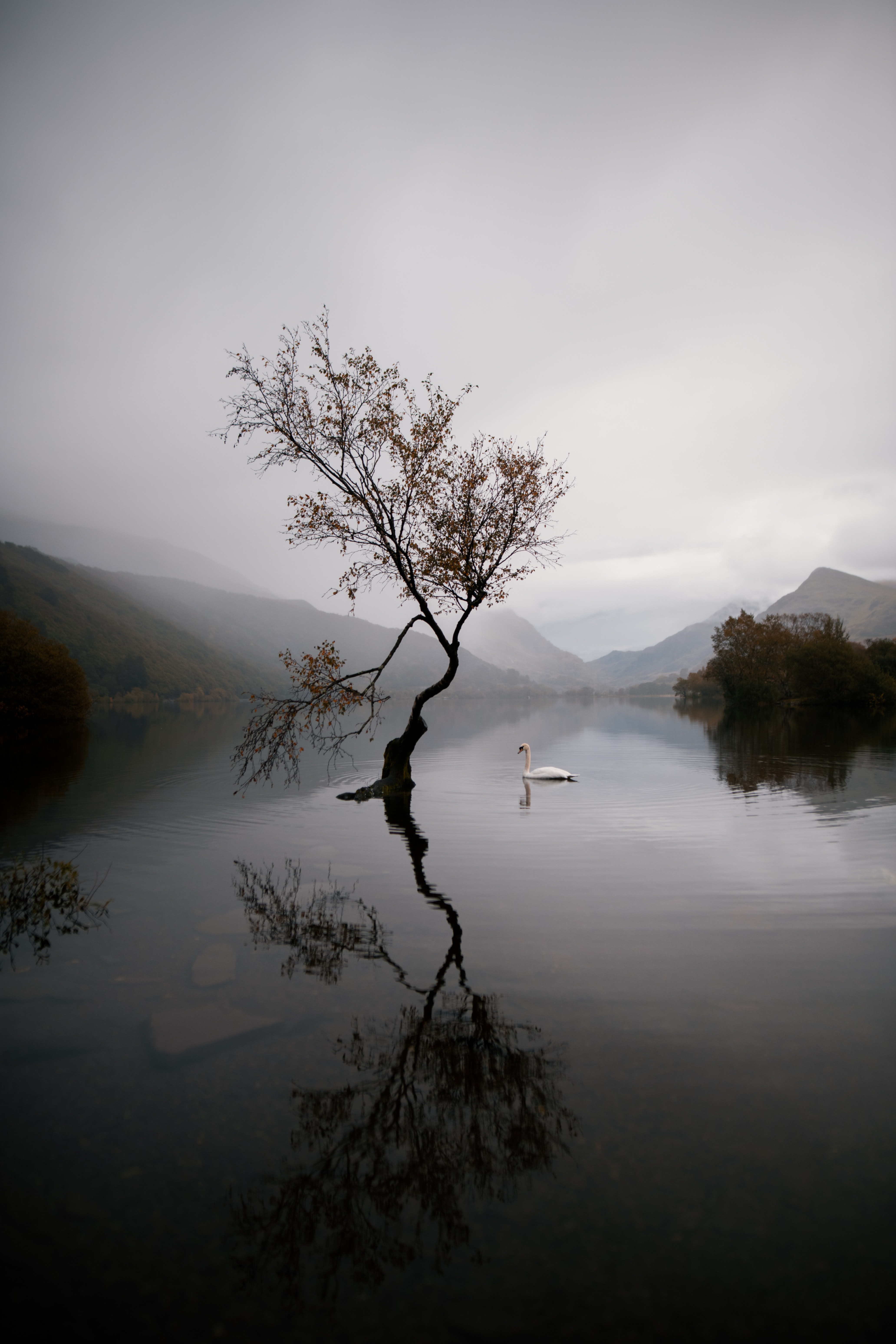 Скачать картинку Лебедь, Озеро, Природа, Осень в телефон бесплатно.