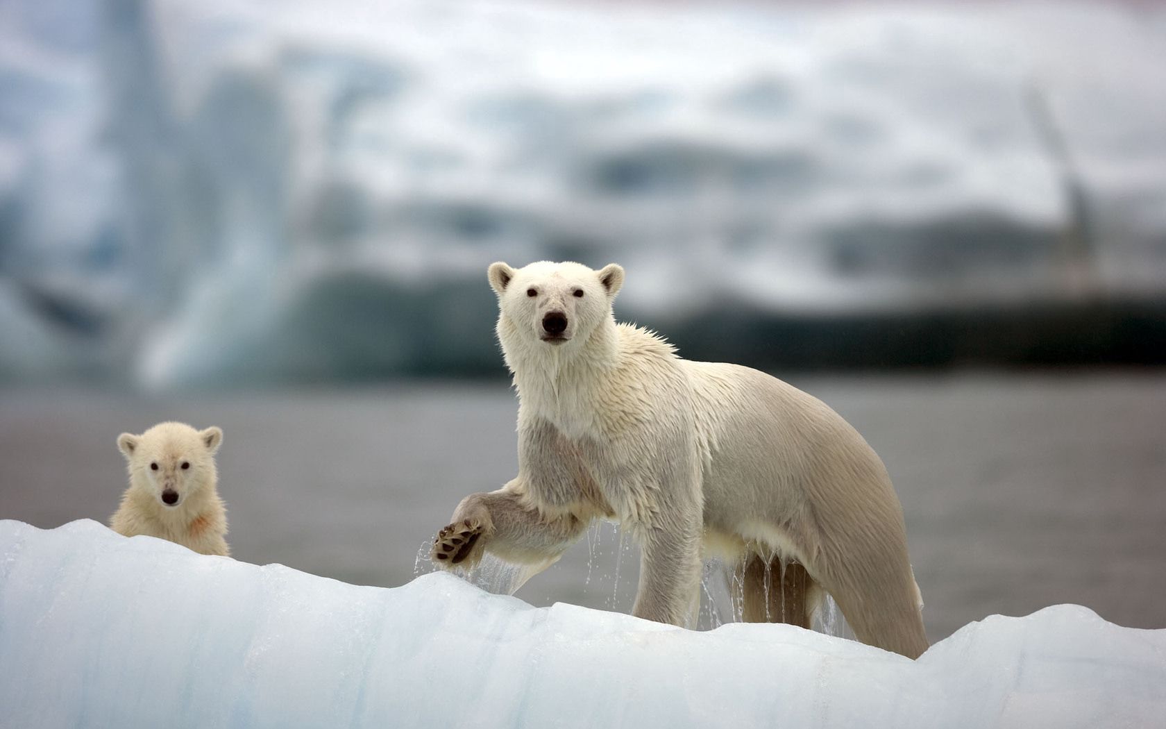 snow, family, animals, stroll, arctic, white bears, polar bears Full HD