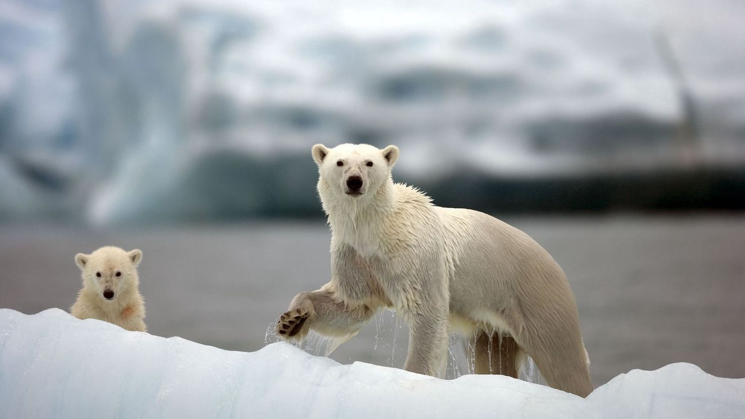 Обитатели снегов. Белый медведь арктических пустынь. Белые медведи в Арктике. Белый медведь Северный полюс.