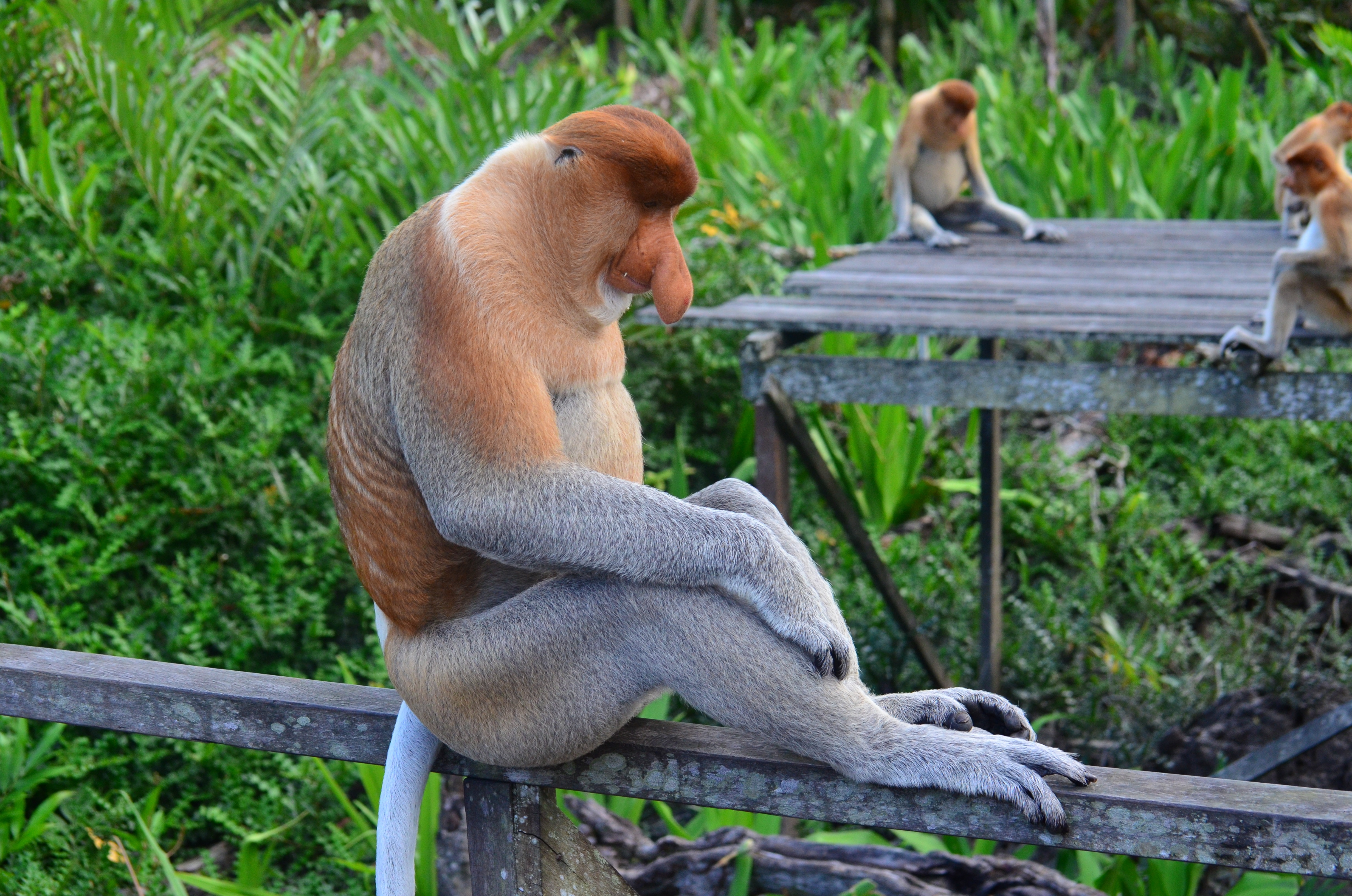 Laden Sie das Sitzen, Nosach, Monkeys, Nippel, Tiere-Bild kostenlos auf Ihren PC-Desktop herunter