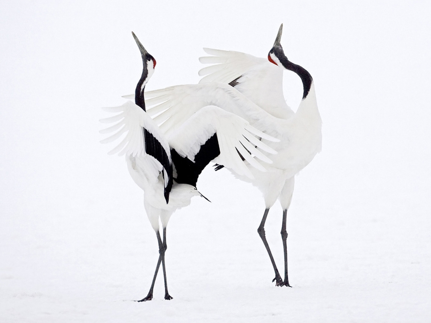 animals, birds, storks, white 1080p