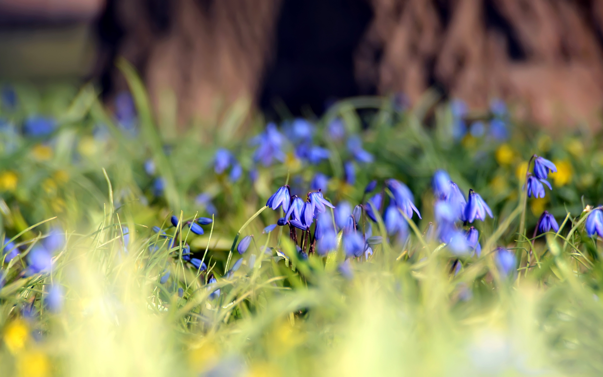 Поляна с голубыми первоцветами