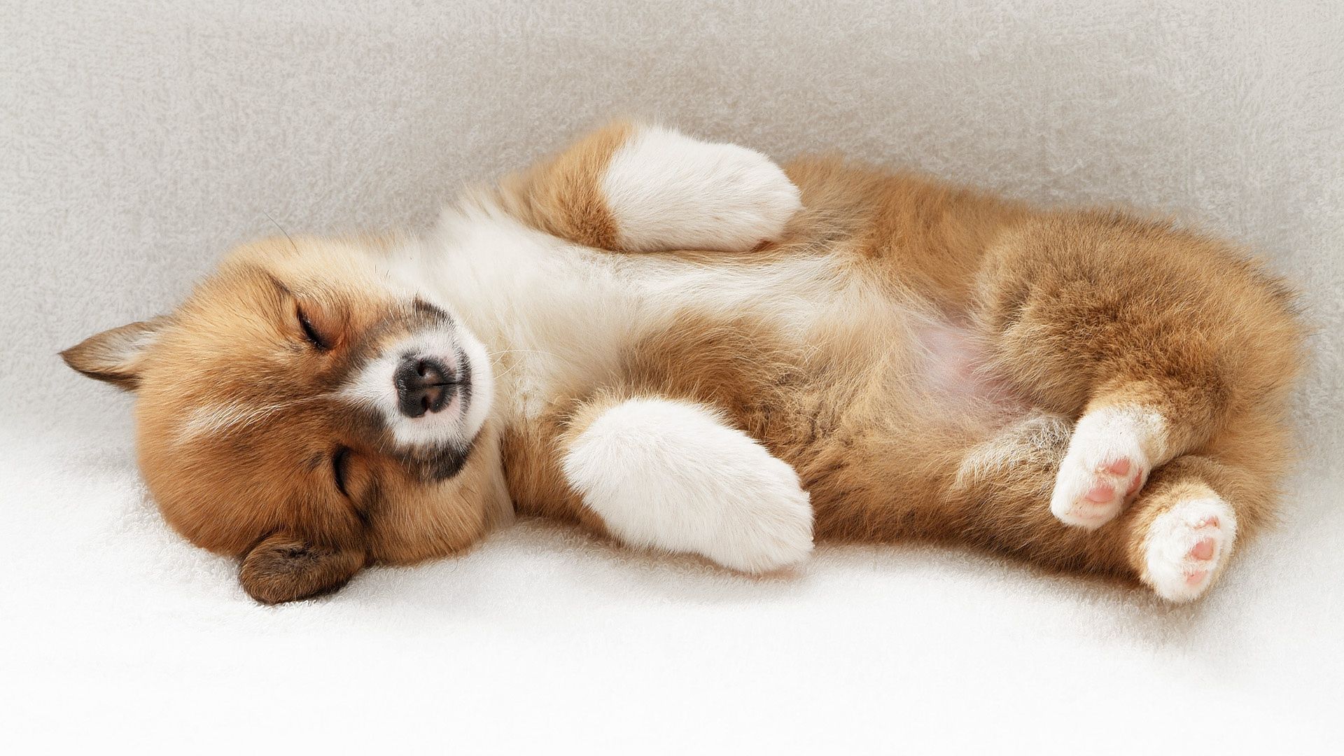 Download mobile wallpaper Lie, To Lie Down, Playful, Animals, Dog, Puppy for free.
