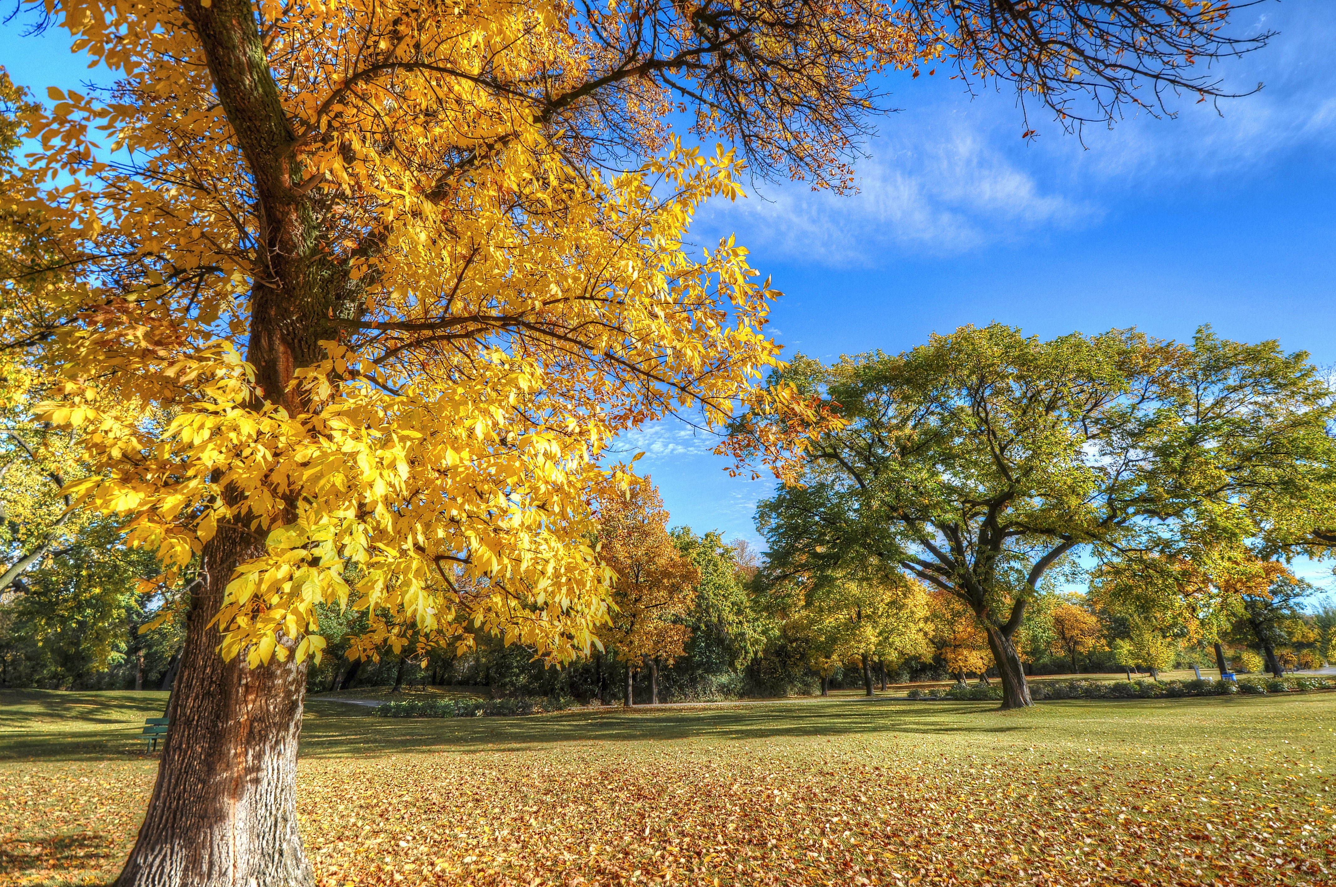 autumn, foliage, trees, nature, park cellphone