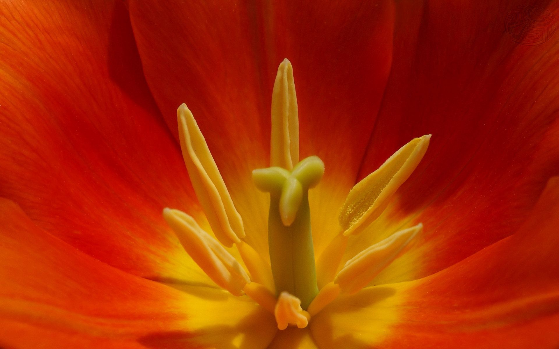 Laden Sie das Makro, Tulip, Tulpe, Blume-Bild kostenlos auf Ihren PC-Desktop herunter