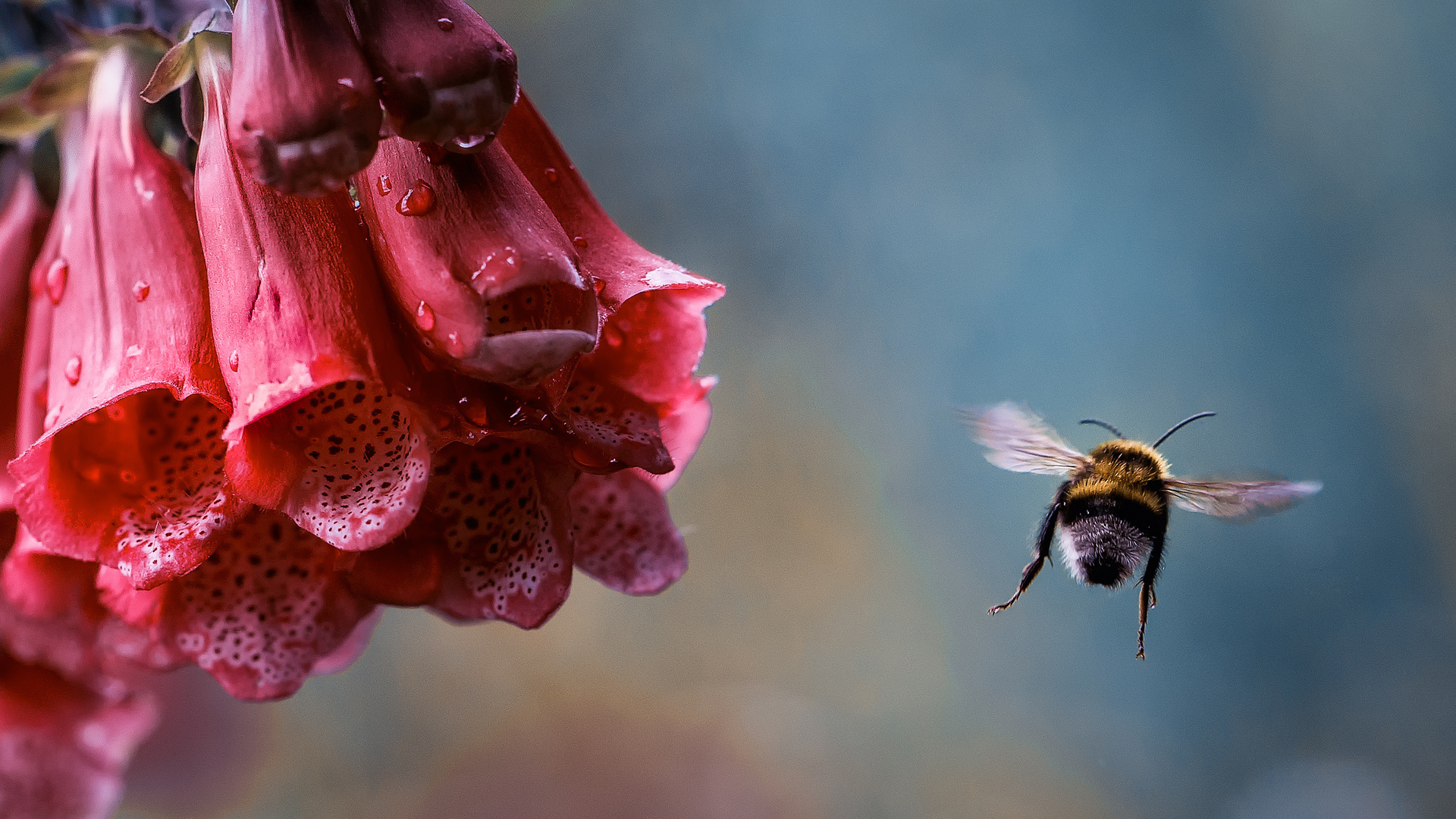 267388 下載圖片 动物, 蜜蜂, 特写, 花, 昆虫 - 免費壁紙和屏保