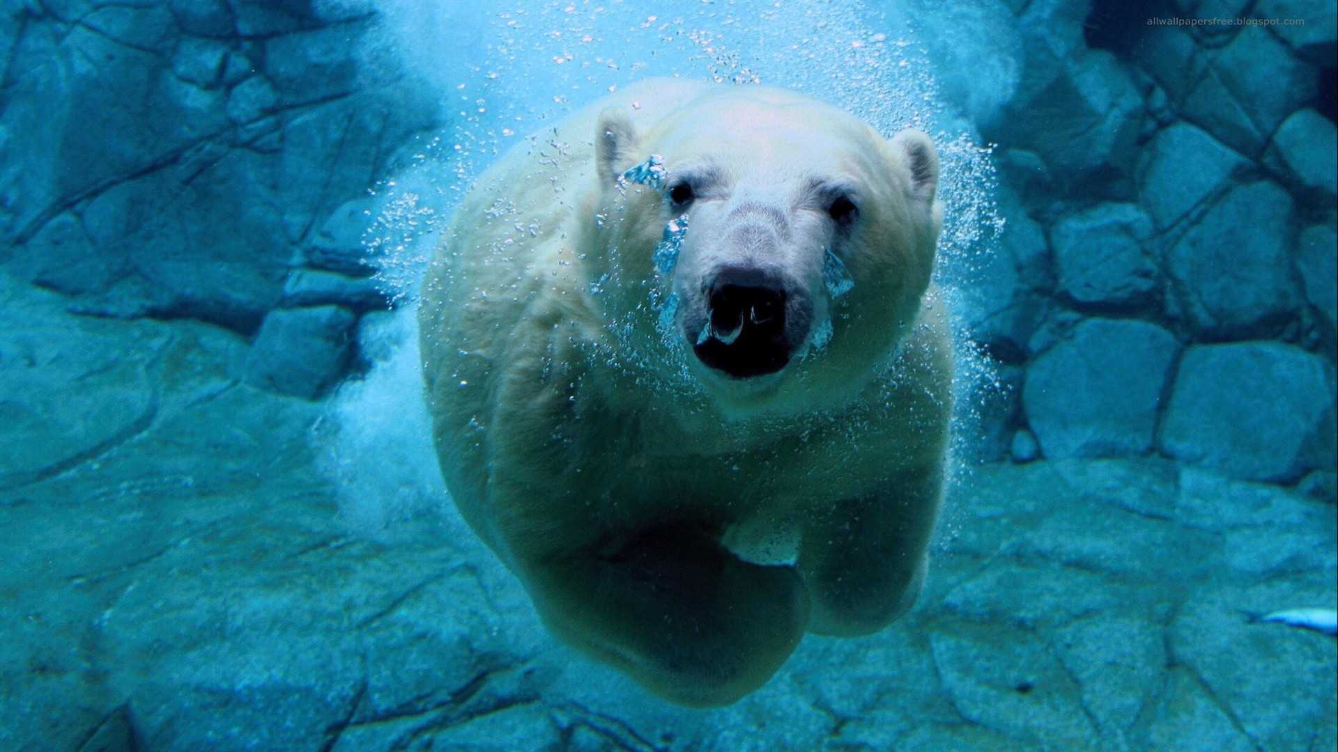 polar bear, animal, bears download HD wallpaper