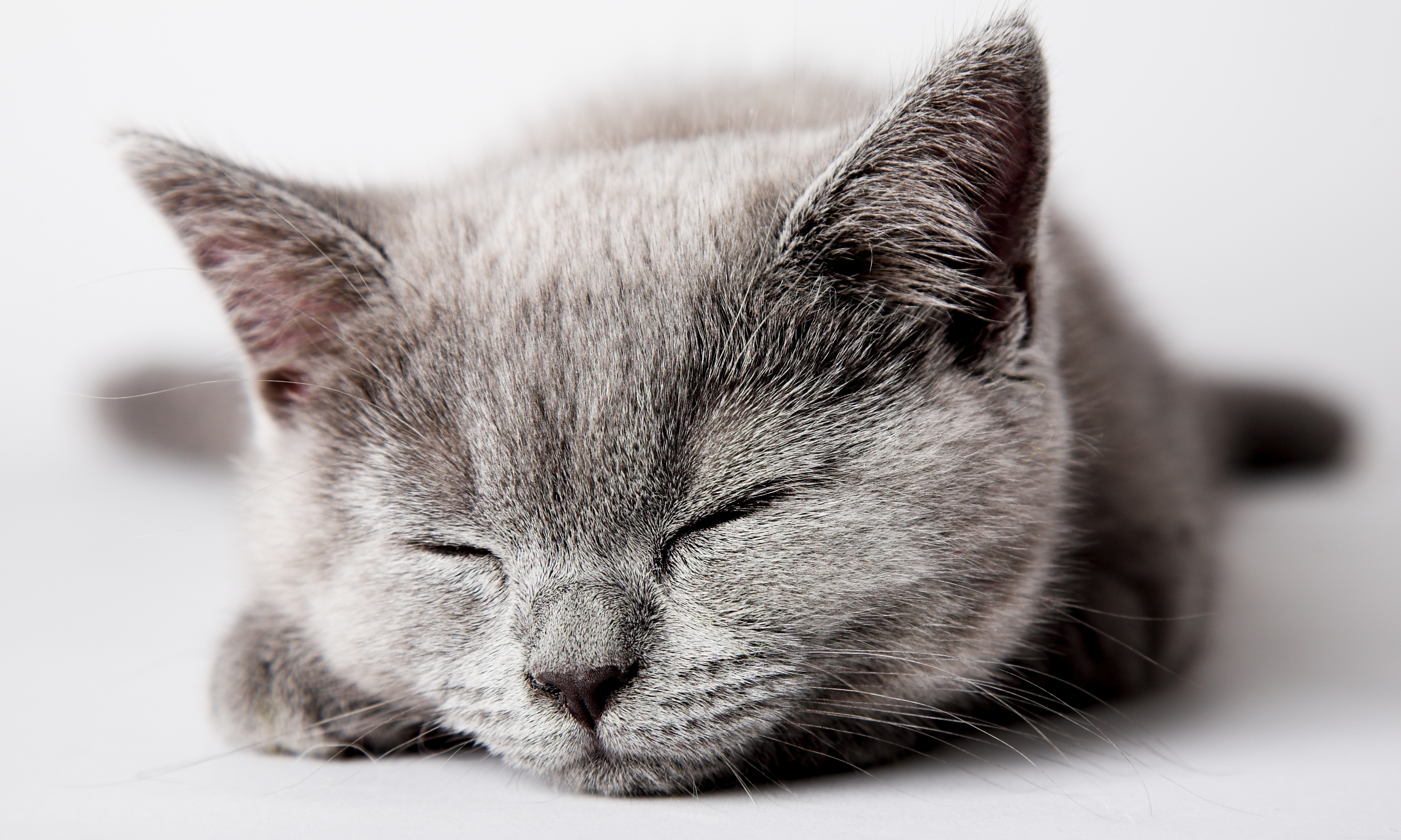 Download mobile wallpaper Dream, Sleep, Kitty, Muzzle, Animals, Kitten for free.