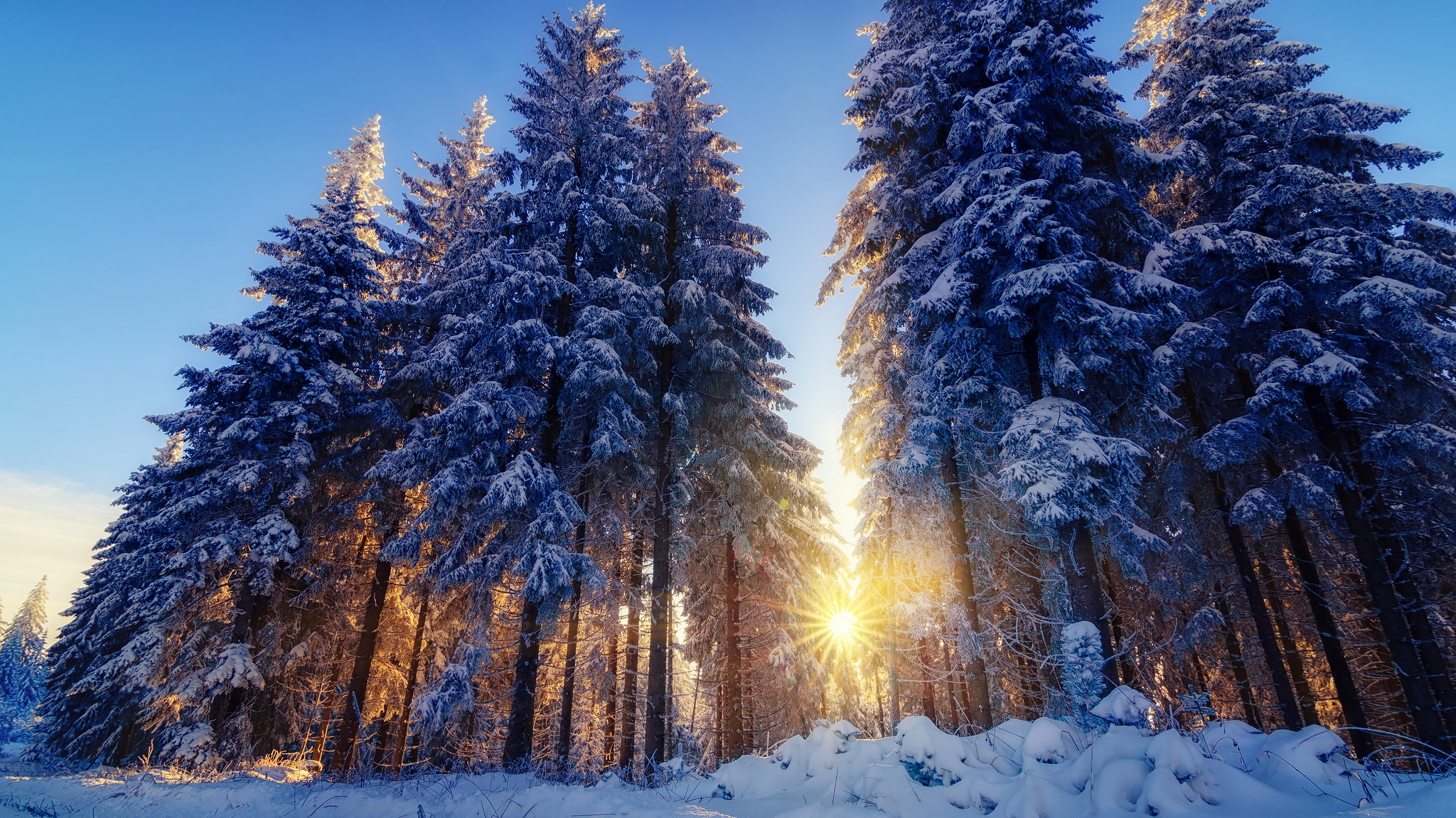 Красивые фото в лесу зимой фото