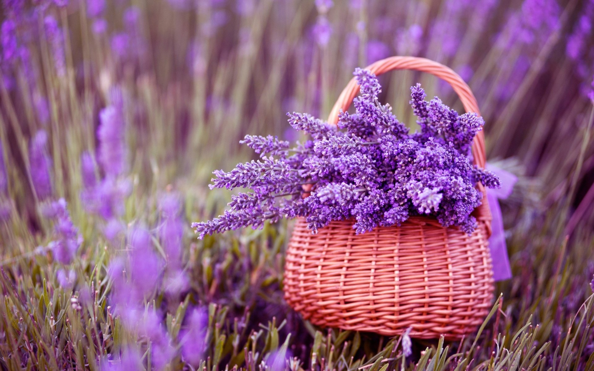 Download mobile wallpaper Flowers, Summer, Flower, Earth, Basket, Lavender, Purple Flower for free.