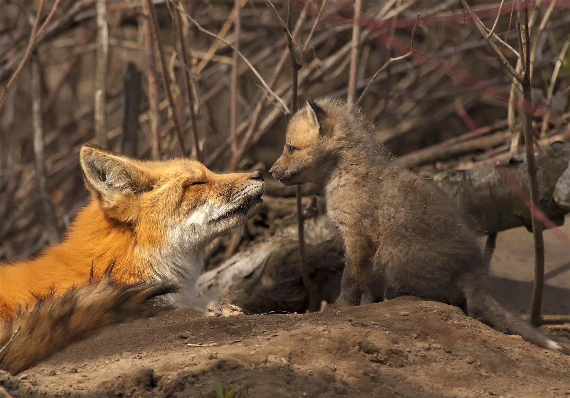 Обыкновенная лисица с лисятами