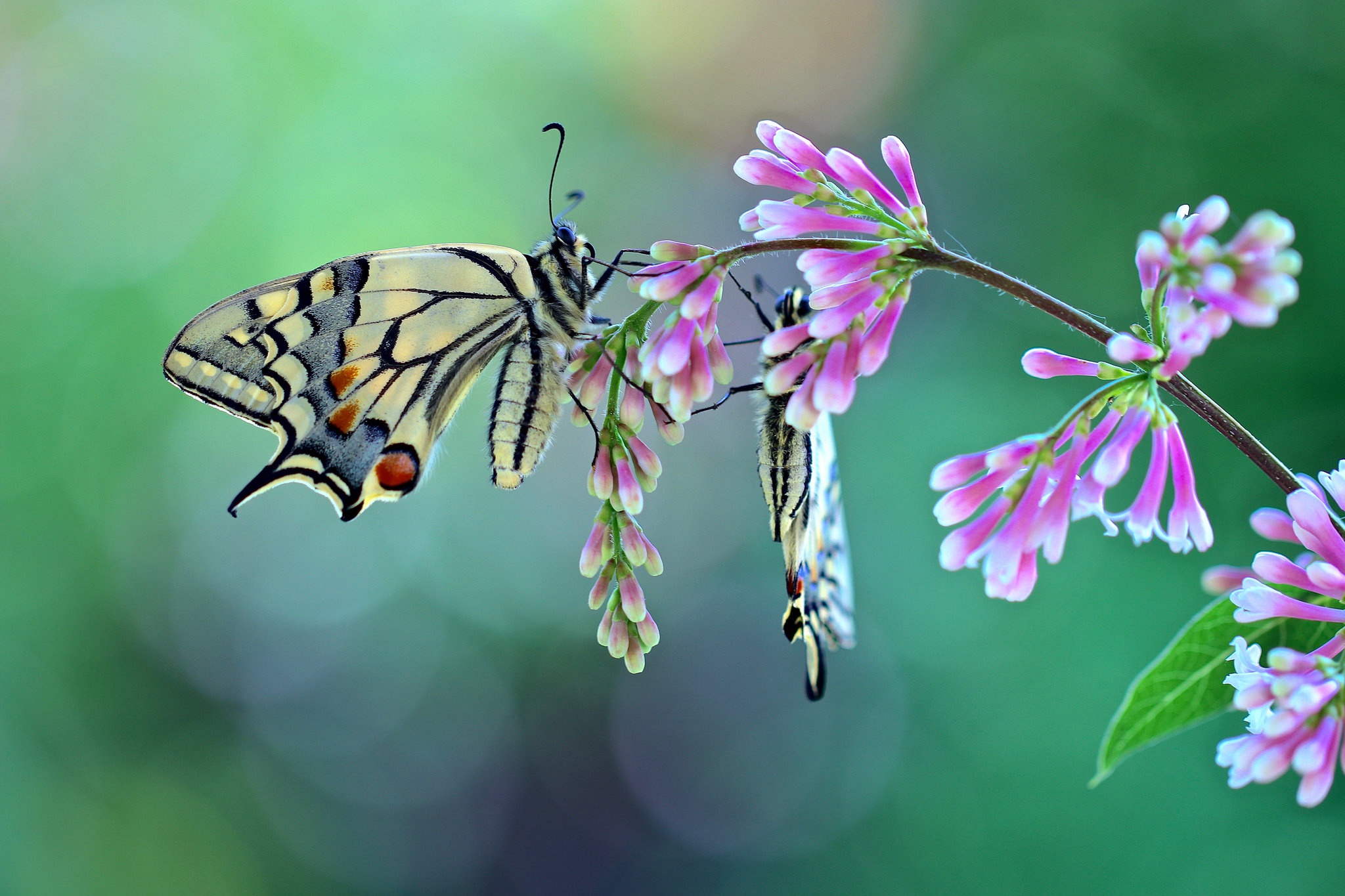 Весна бабочки Эстетика