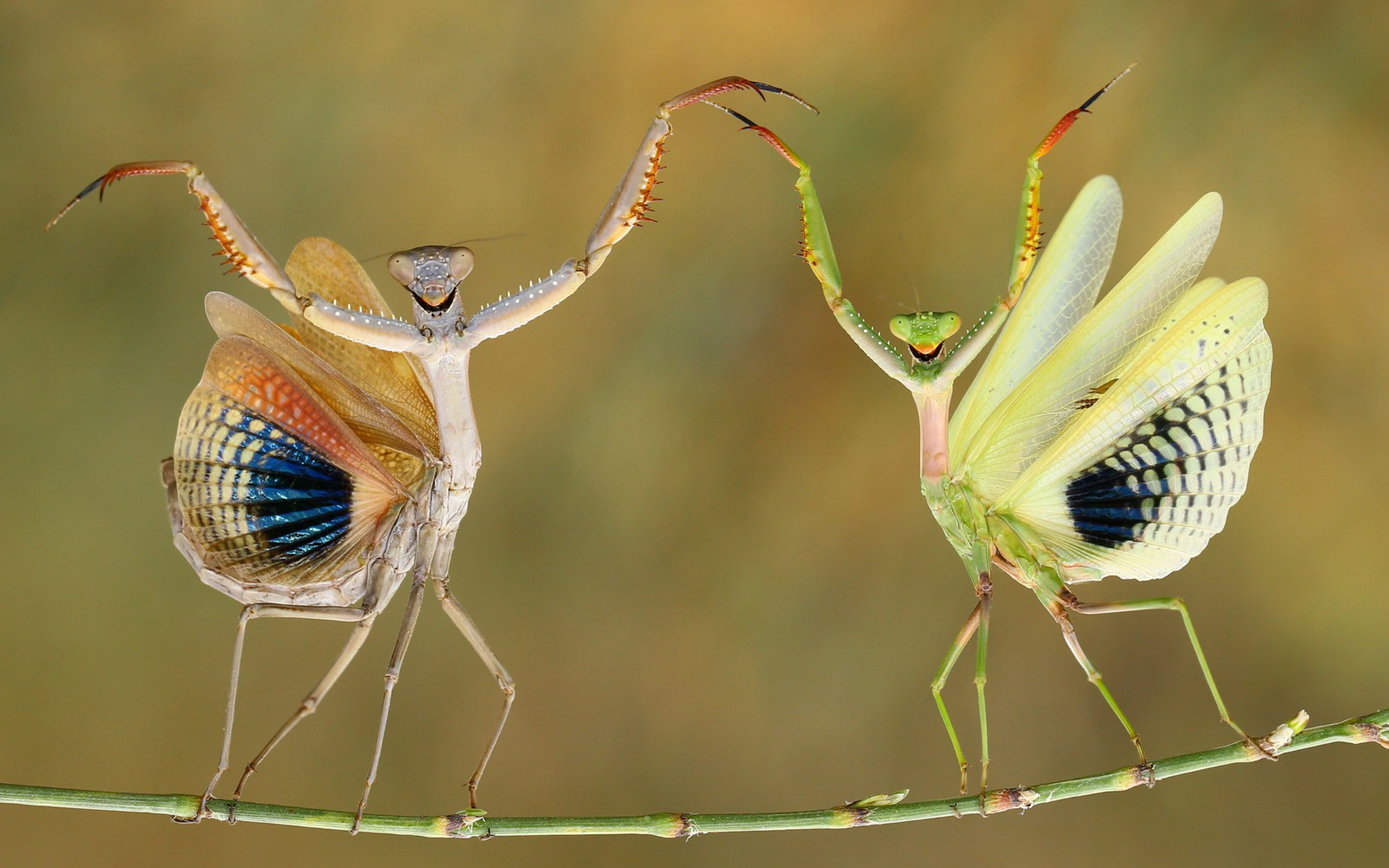 animal, praying mantis, grasshopper, insect, insects 32K