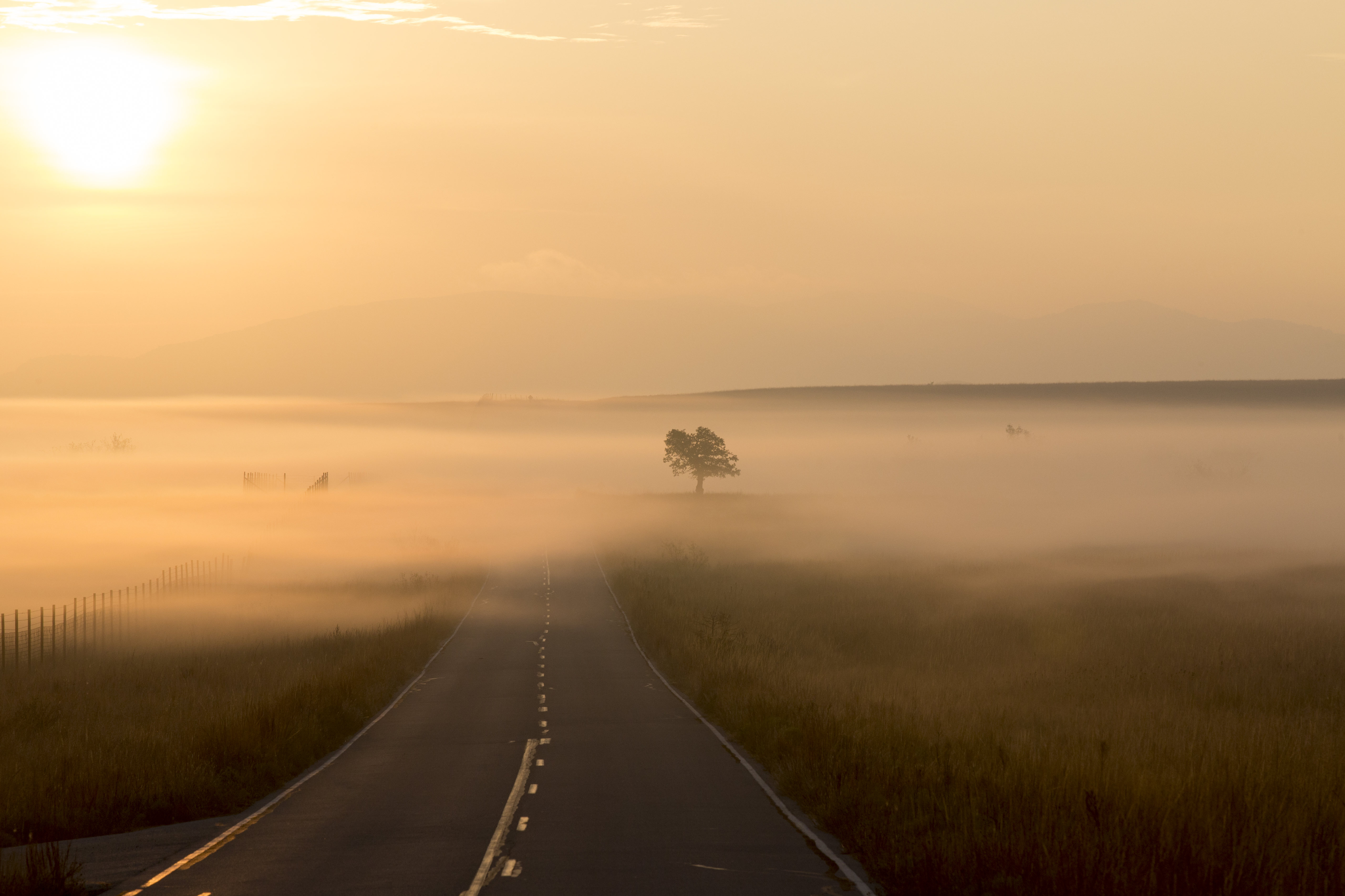 Download mobile wallpaper Tree, Fog, Road, Wood, Markup, Nature for free.