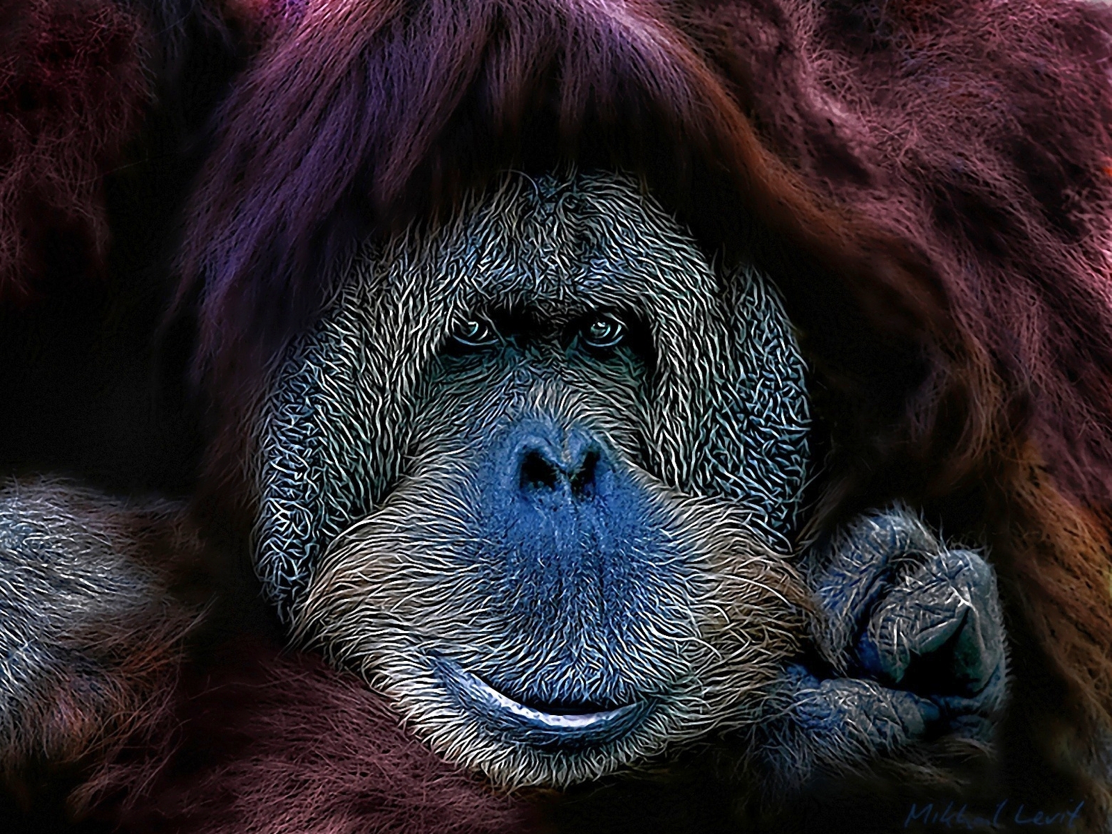 234368 скачать картинку животные, орангутанг, обезьяны - обои и заставки бесплатно