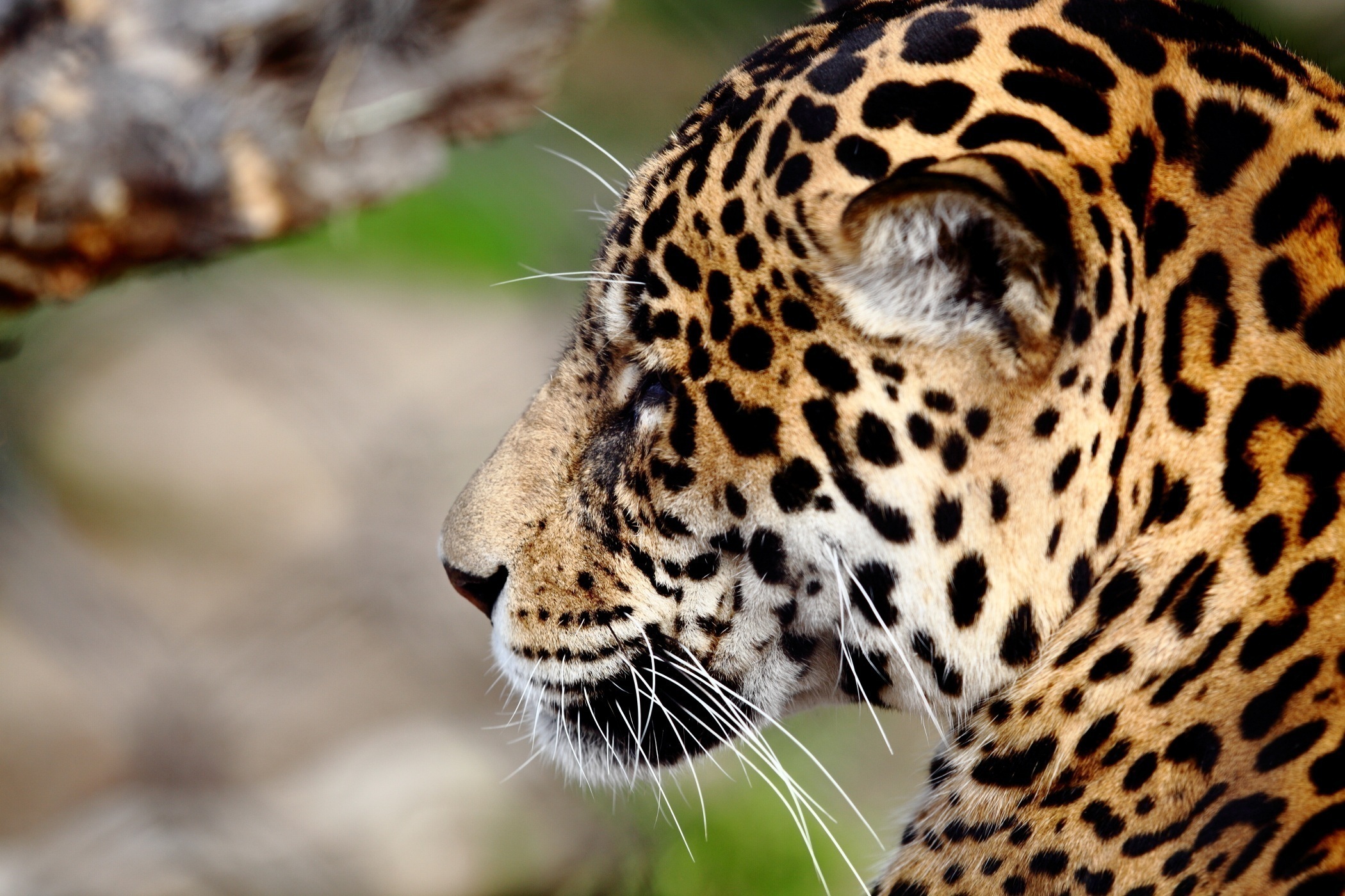 Download mobile wallpaper Wildcat, Animals, Wild Cat, Muzzle, Predator, Jaguar for free.