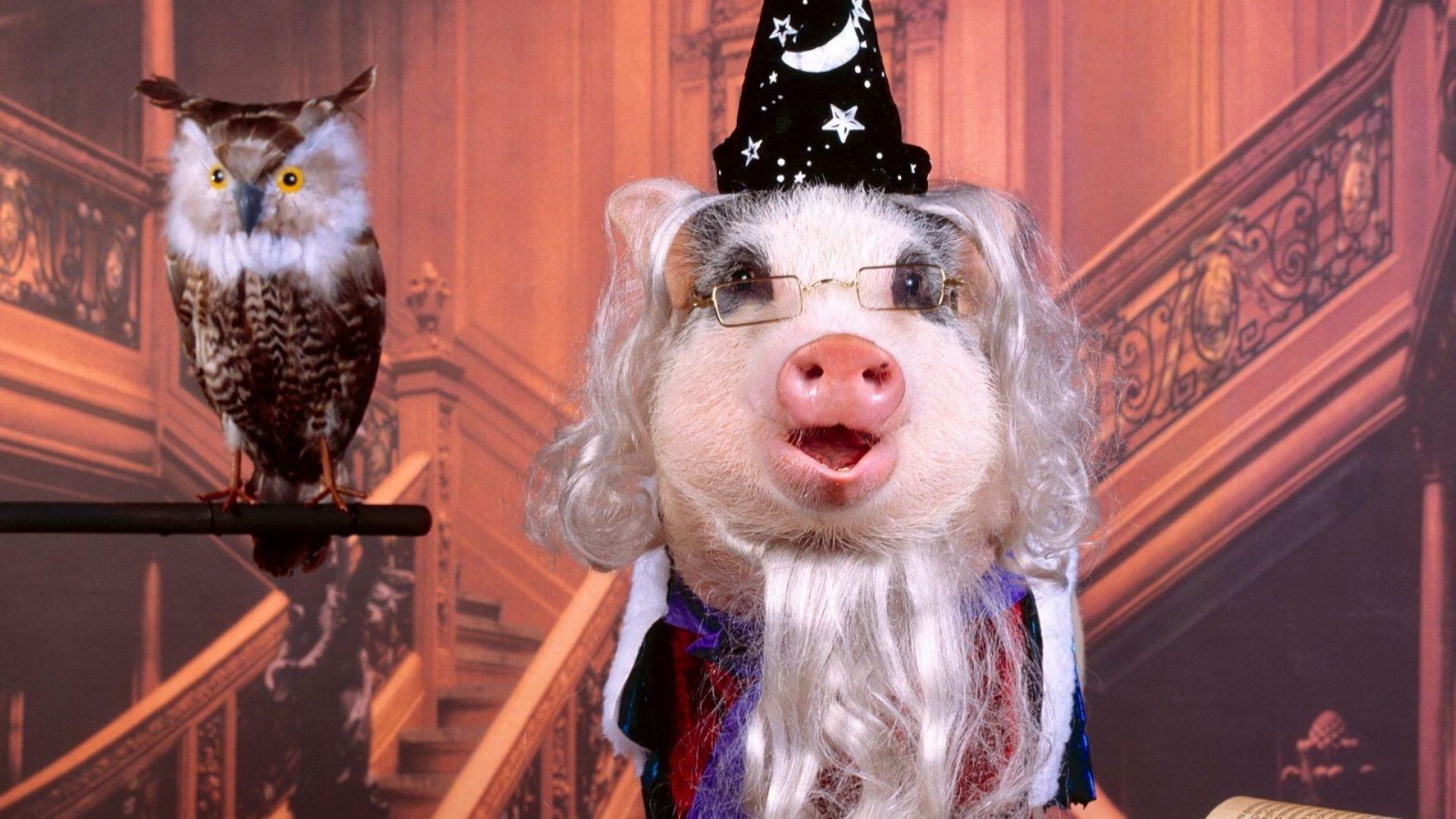 animal, pig, costume download HD wallpaper