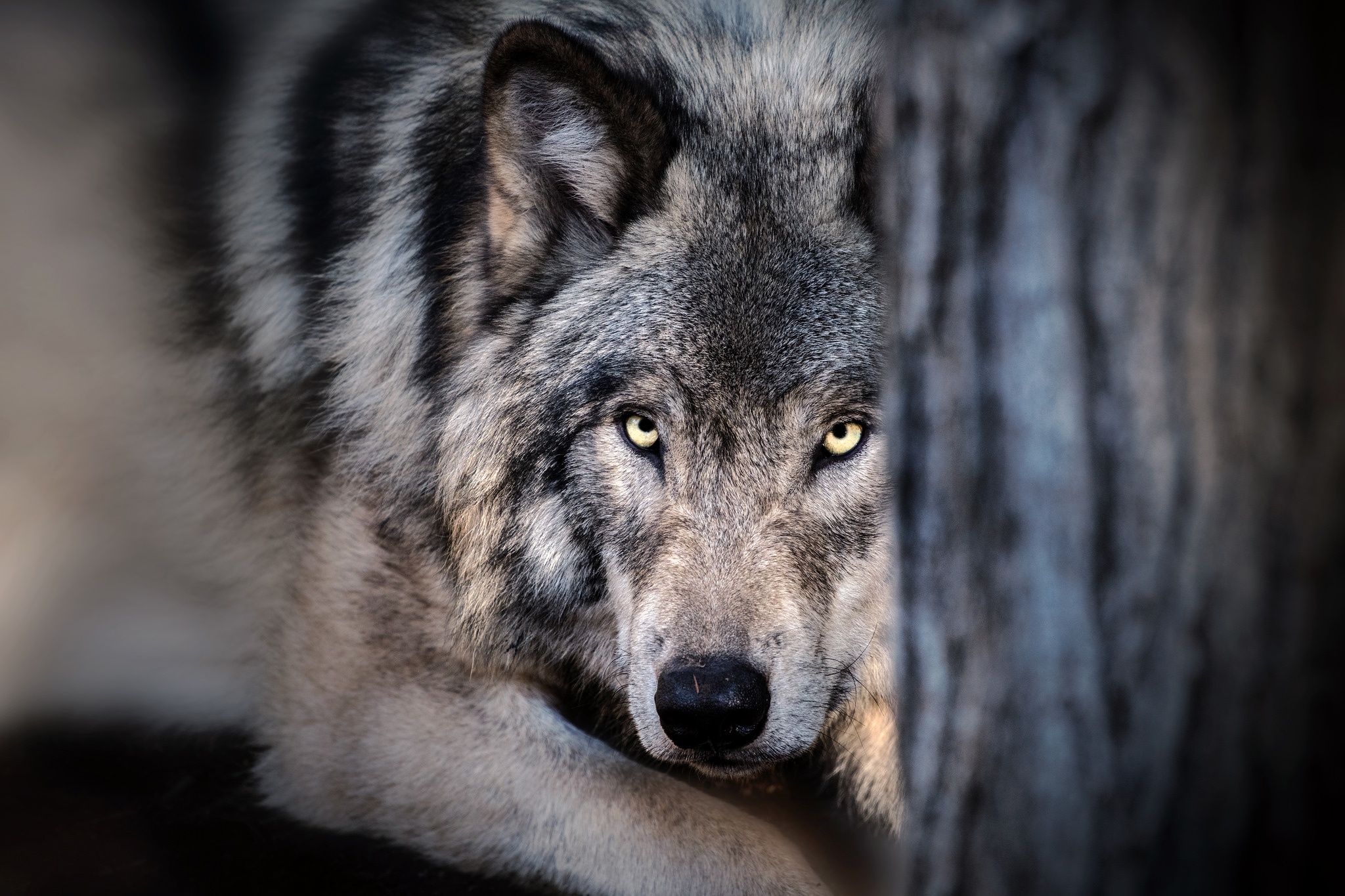 одинокий волк картинки