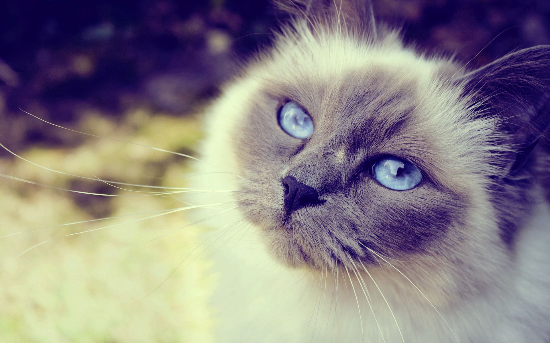 animals, cat, fluffy, muzzle, spotted, spotty, close up, blue eyed Phone Background