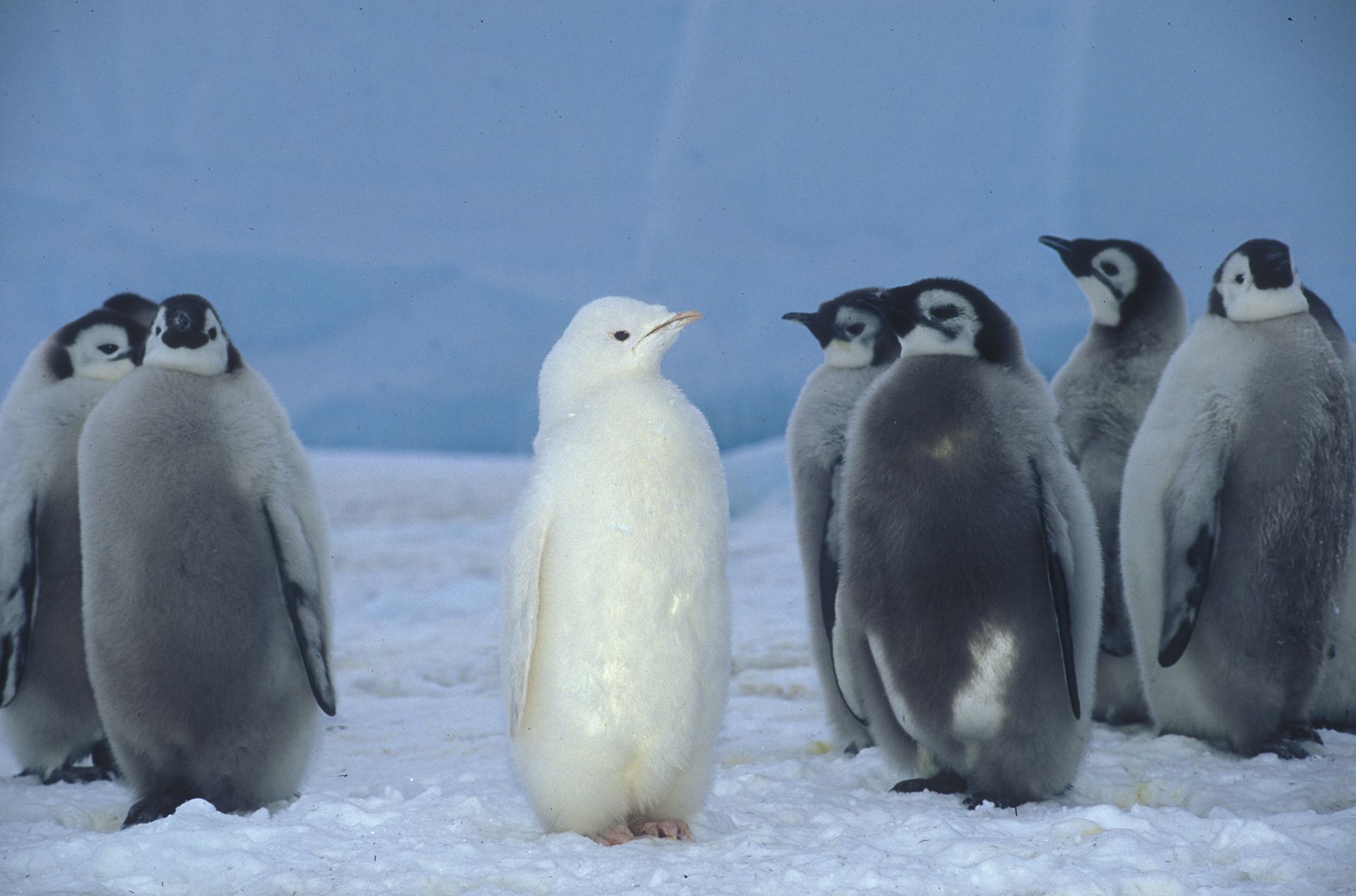 416199 Hintergrundbild herunterladen tiere, pinguin, albino, kaiserpinguin, vögel - Bildschirmschoner und Bilder kostenlos
