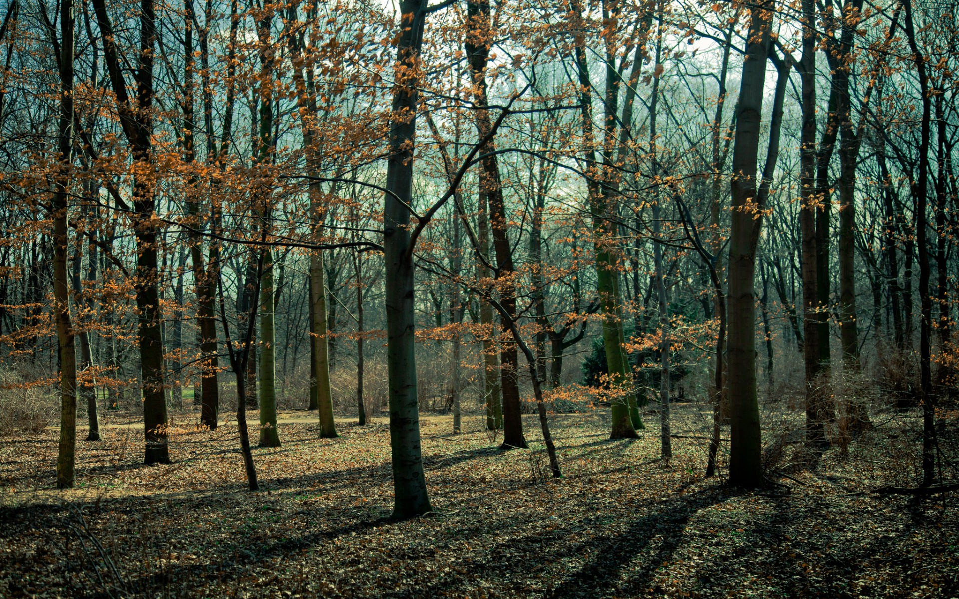 Лес поздней осенью
