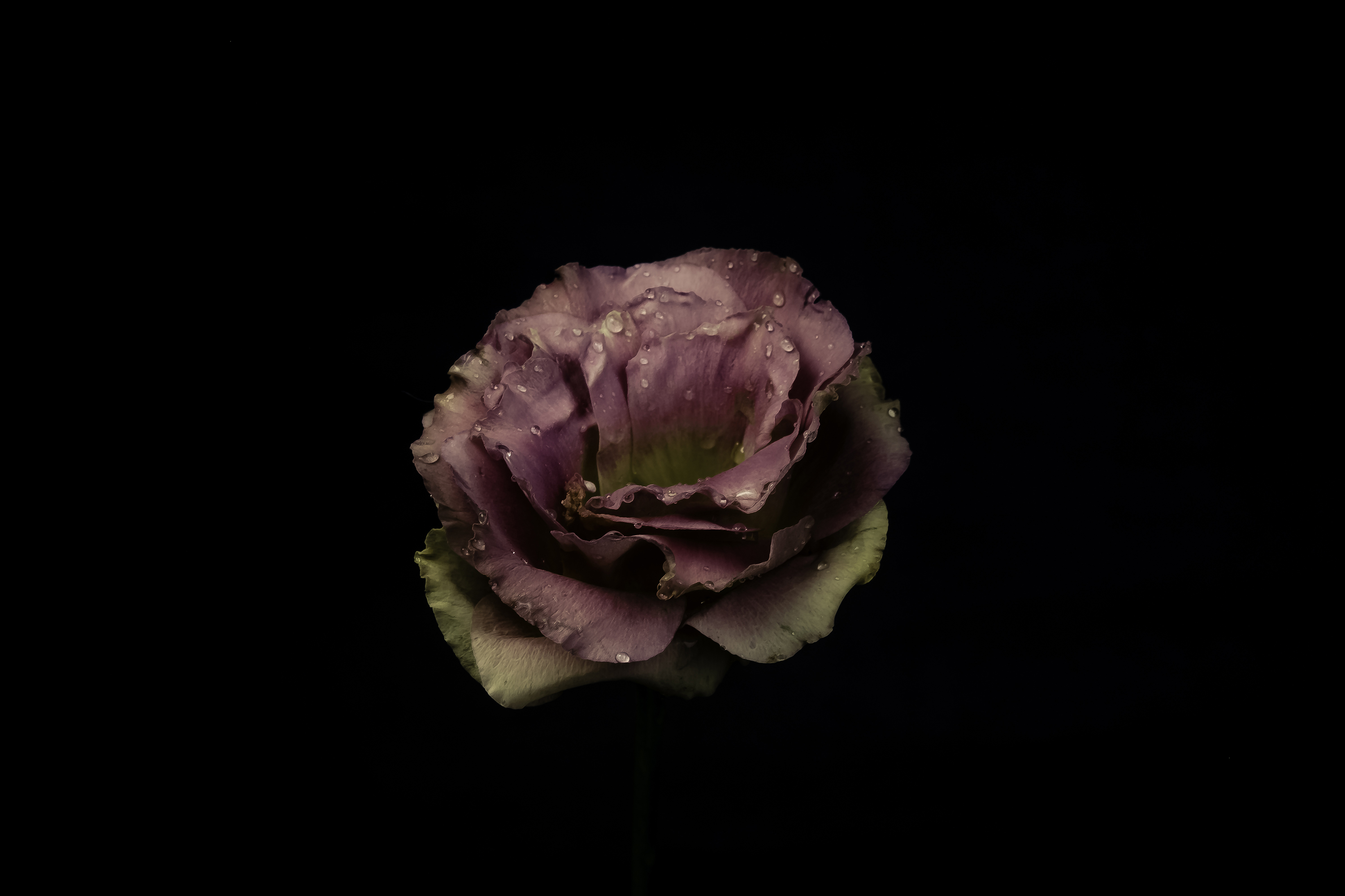 71437 télécharger l'image rose, drops, sombre, une rose, bourgeon, fond sombre, arrière plan sombre, rose de jardin - fonds d'écran et économiseurs d'écran gratuits