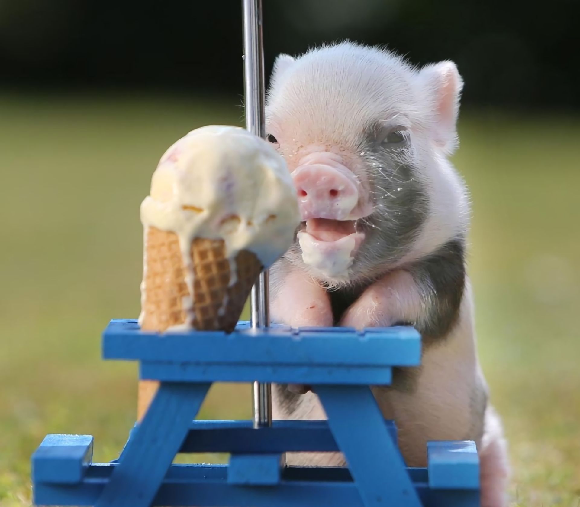 760159 descargar imagen animales, cerdo, bebe animal, lindo, helado: fondos de pantalla y protectores de pantalla gratis