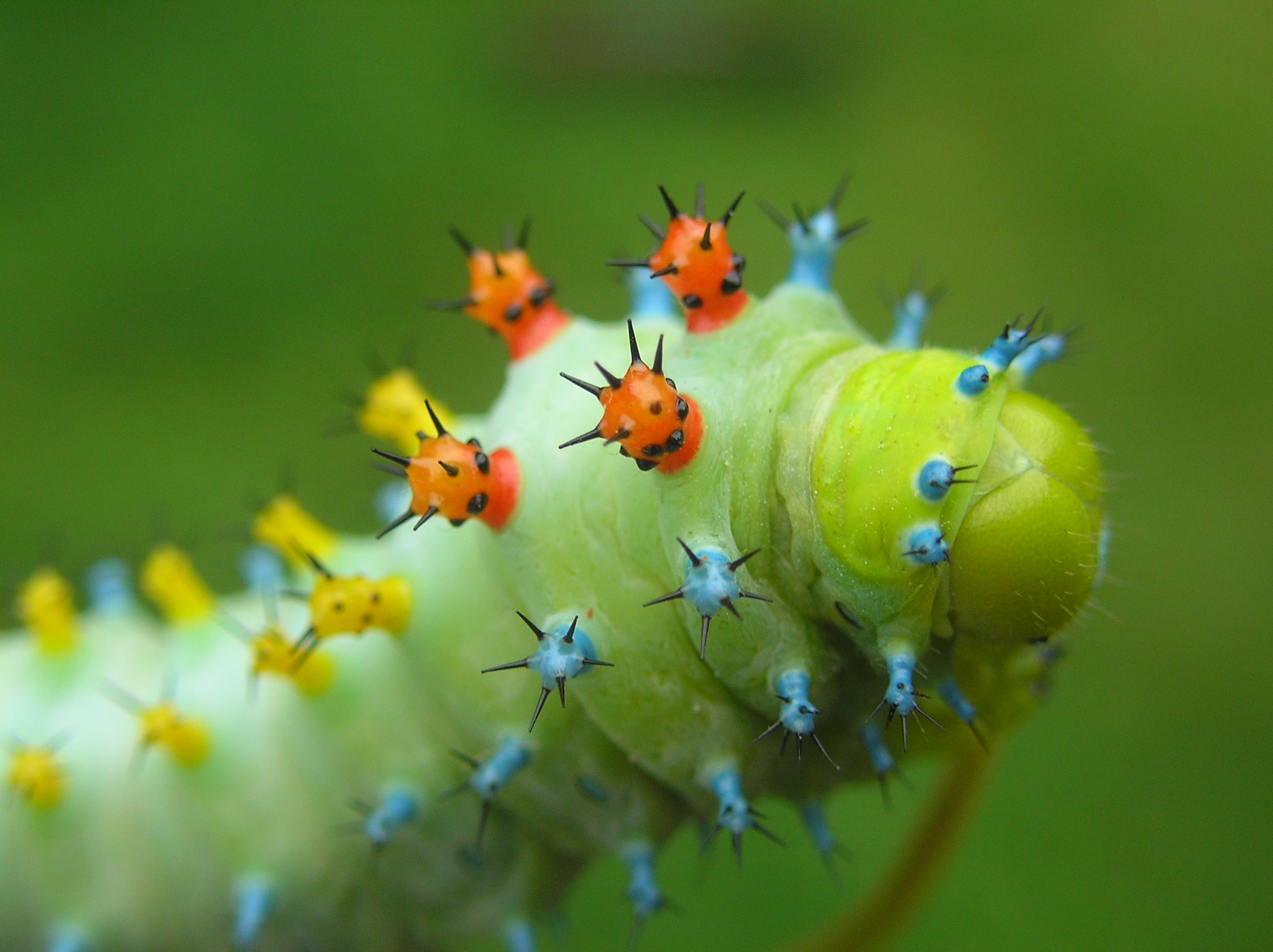 macro, insect, crawl, caterpillar HD wallpaper
