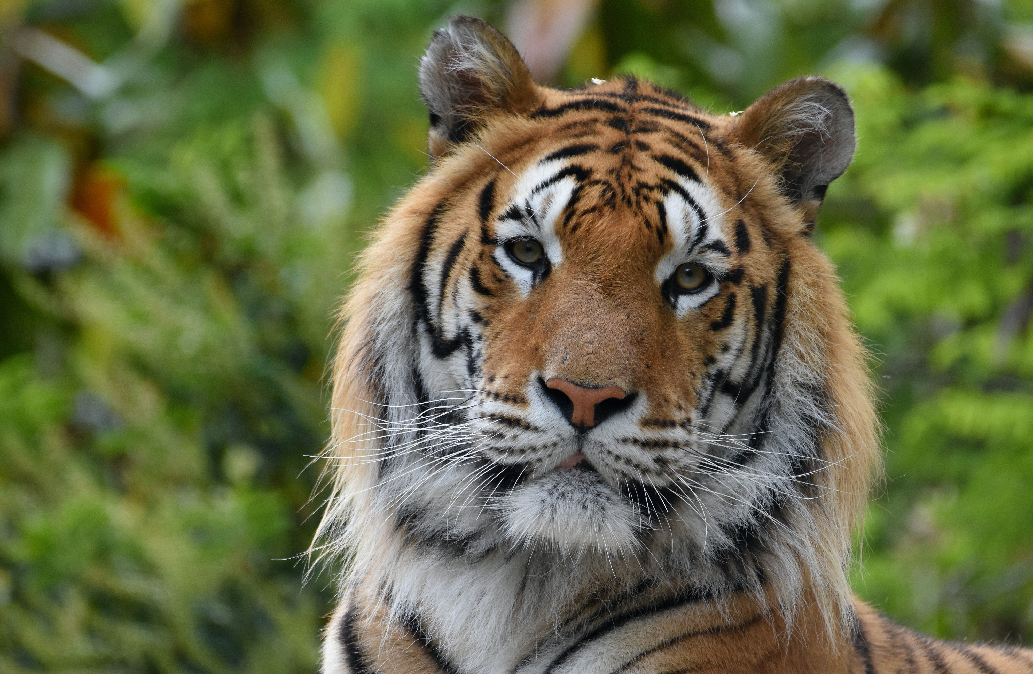 Baixe Jogo do Tigre Selvagem Grátis no PC